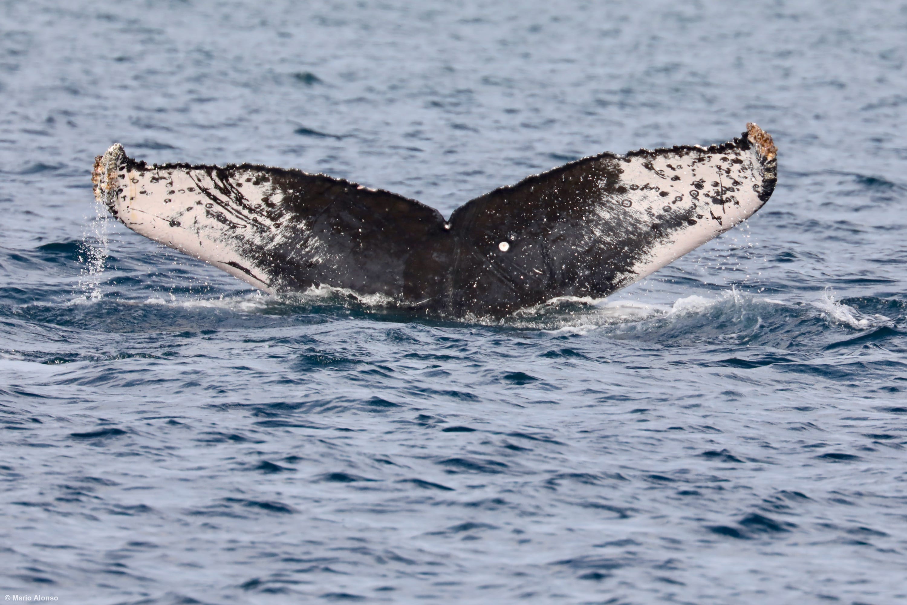 Humpback Whale Fluke