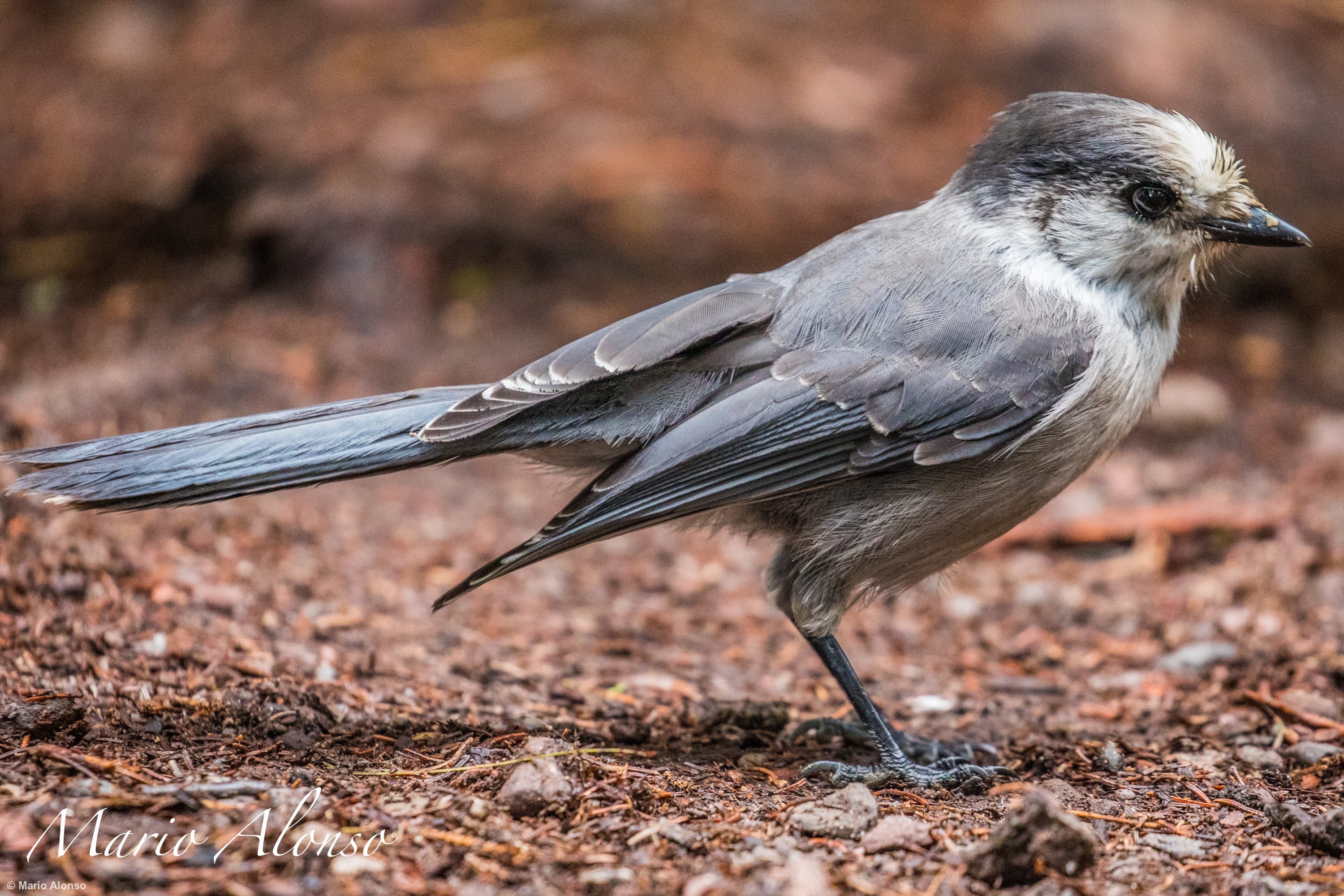 Canada Jay