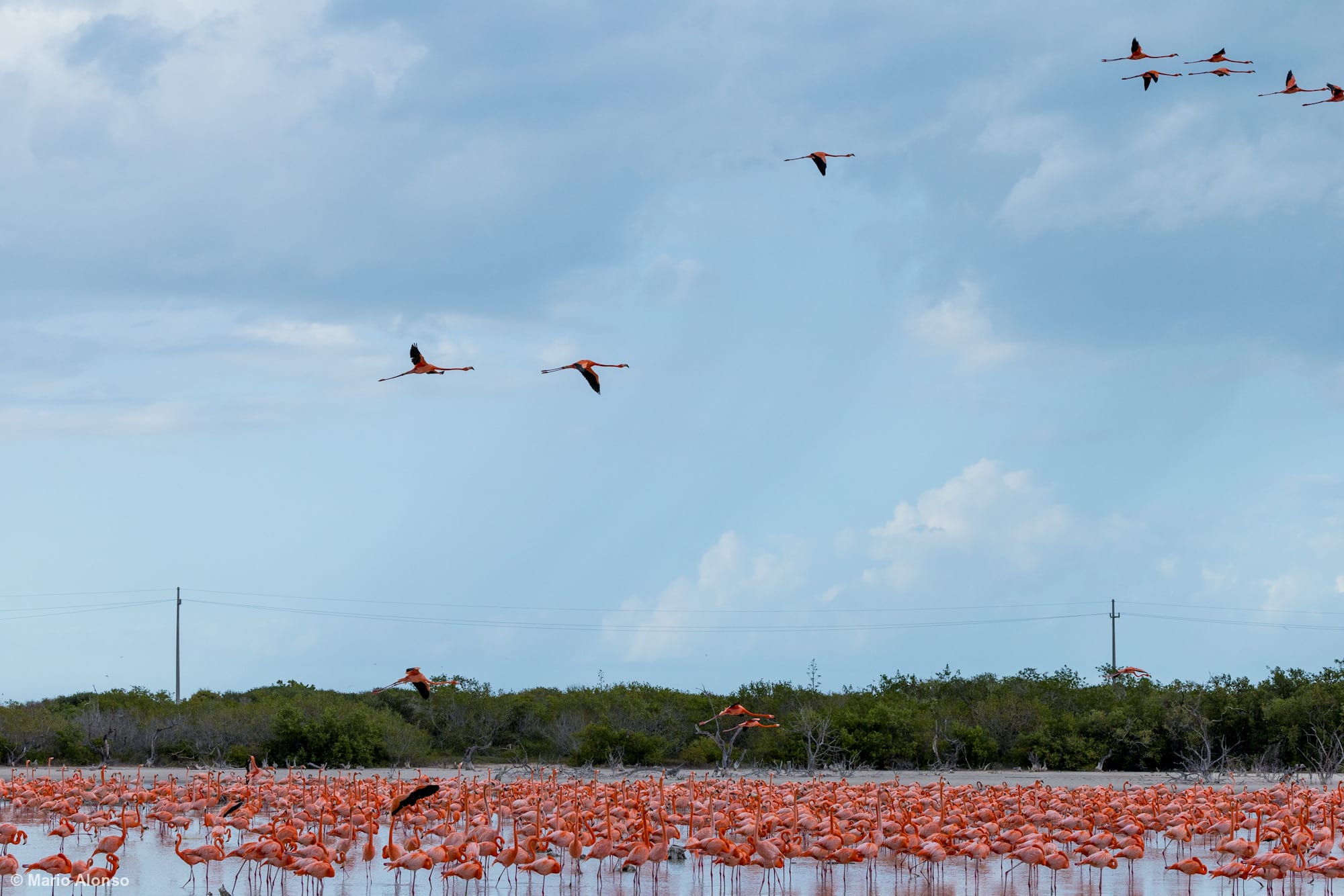 American Flamingos