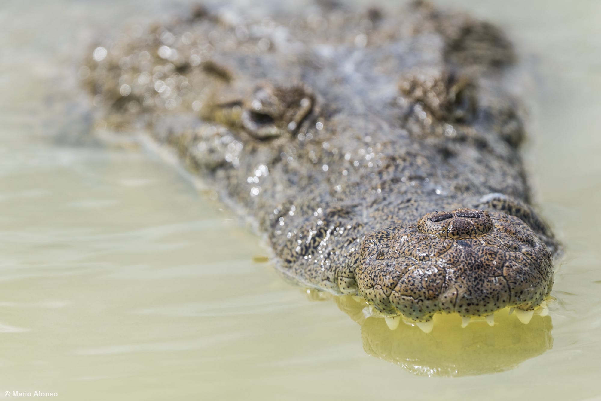 American Crocodile's nose