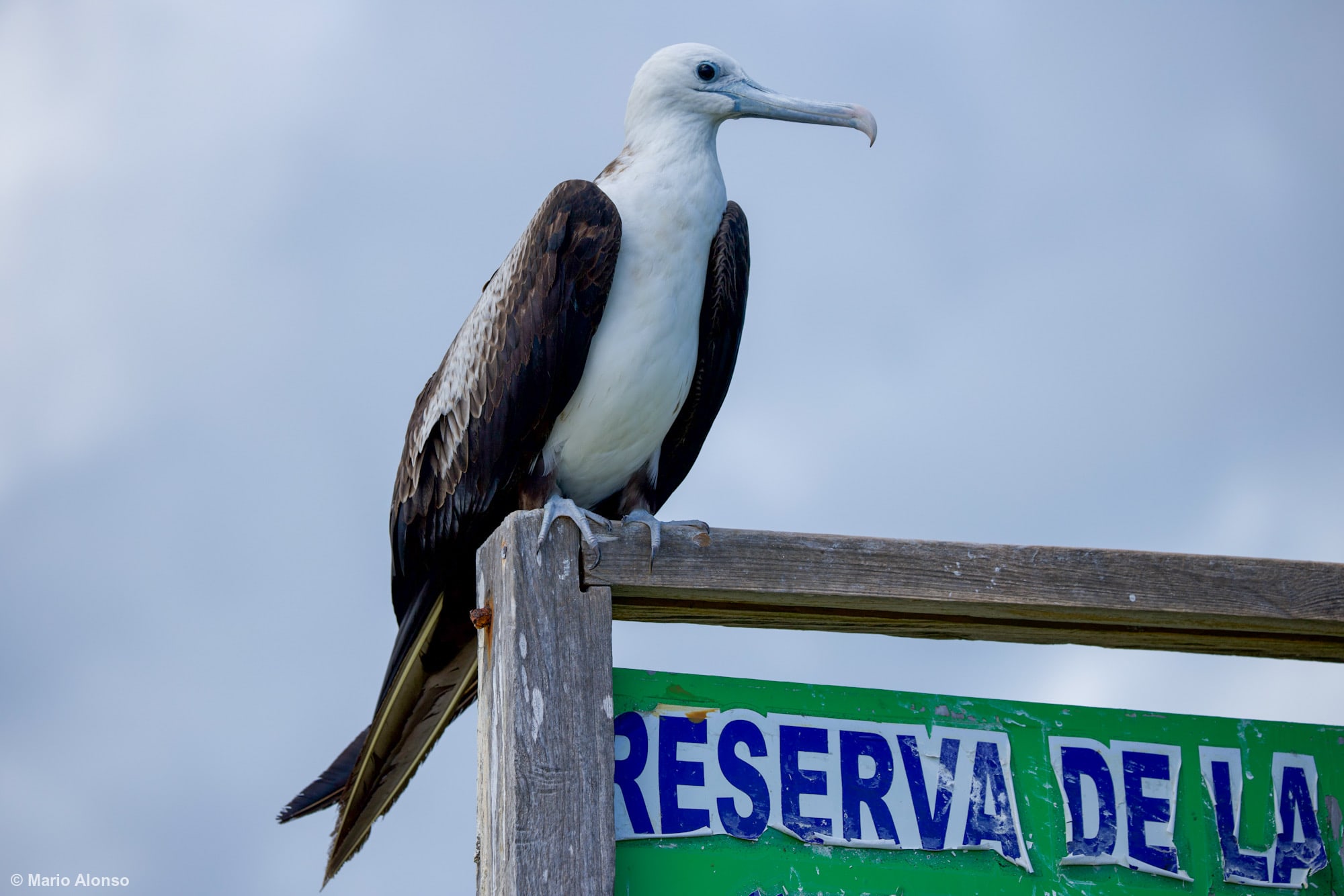 Magnificent Frigatebird