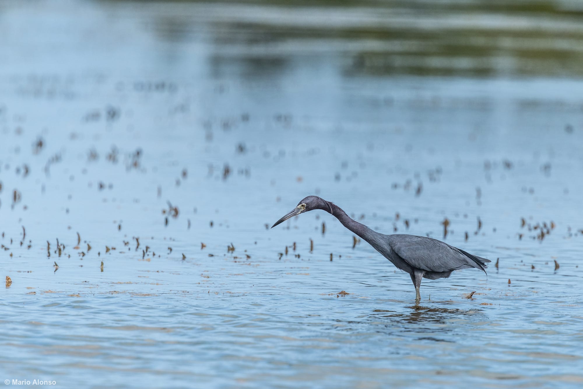 Little Blue Heron
