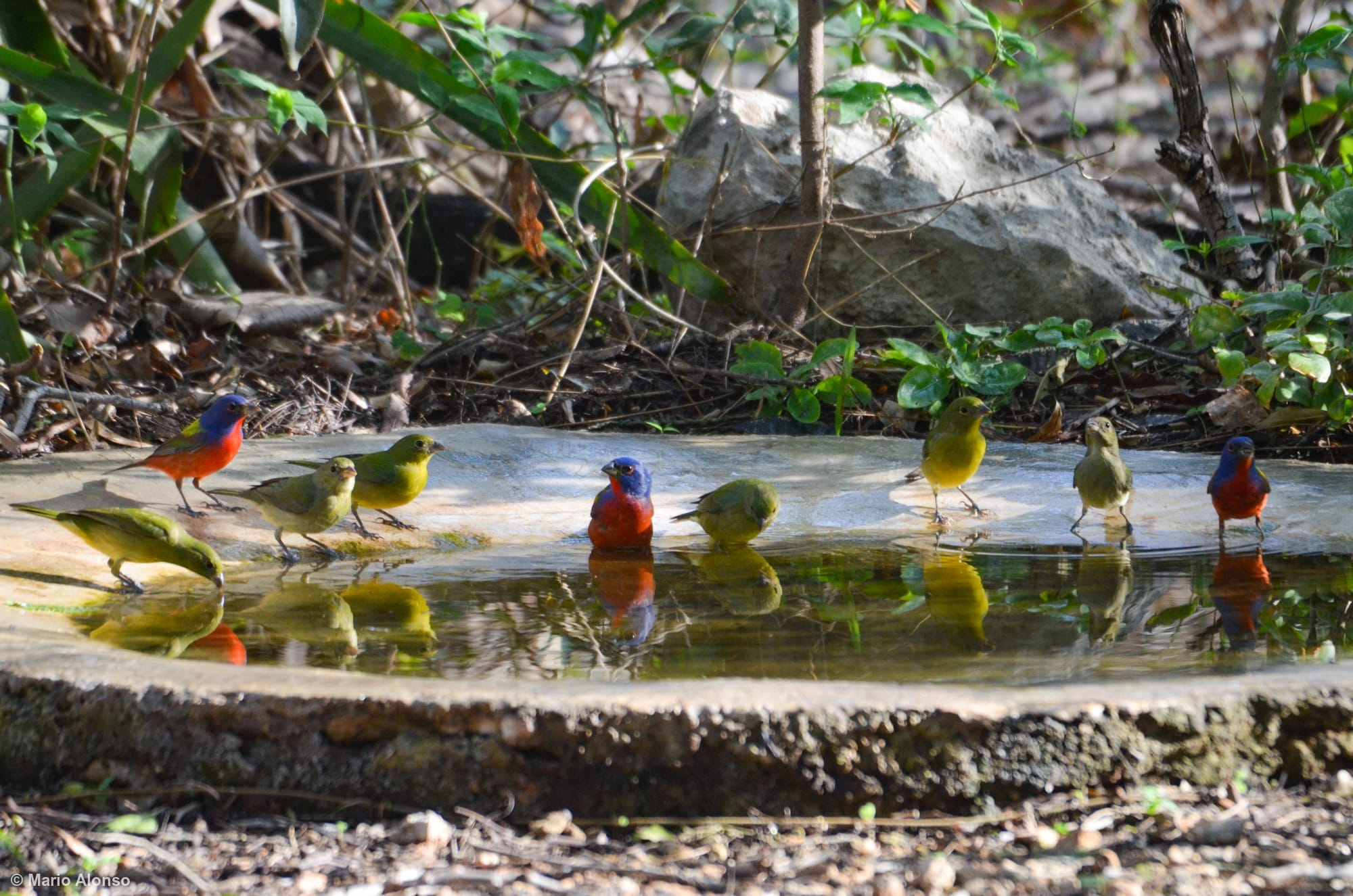 Painted Bunting & Orange-crowned Warbler