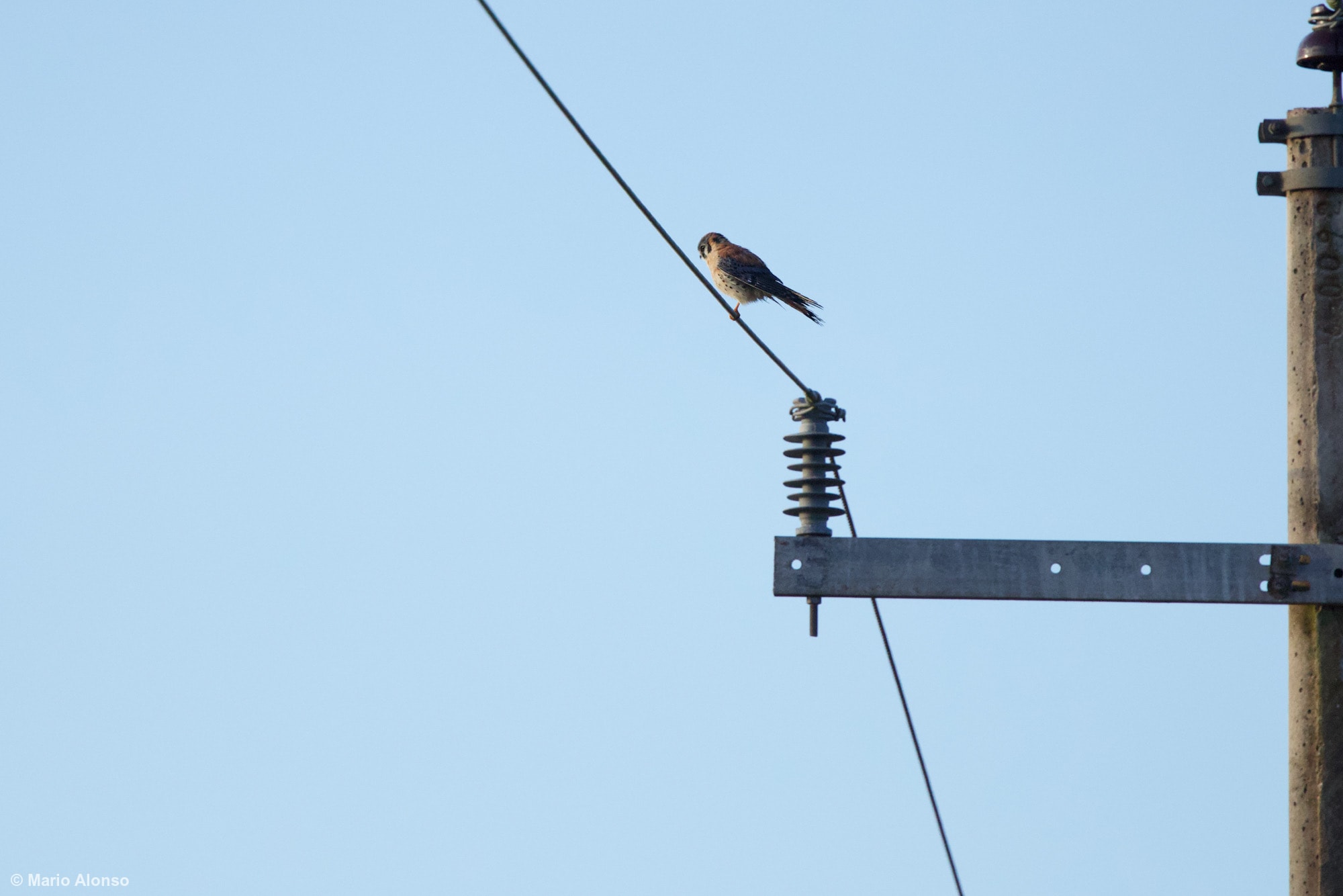 American Kestrel on Power Line