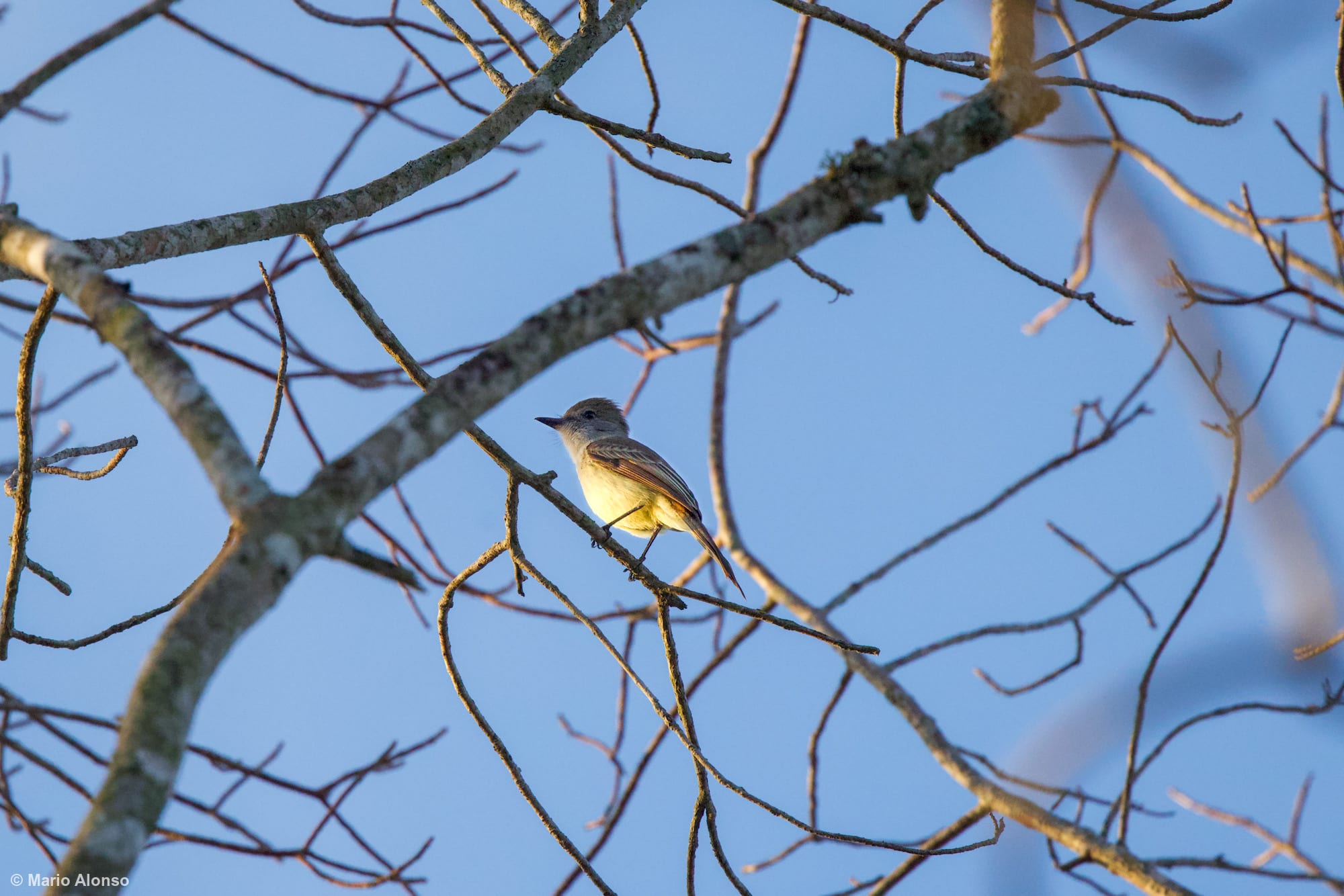 Yucatan Flycatcher