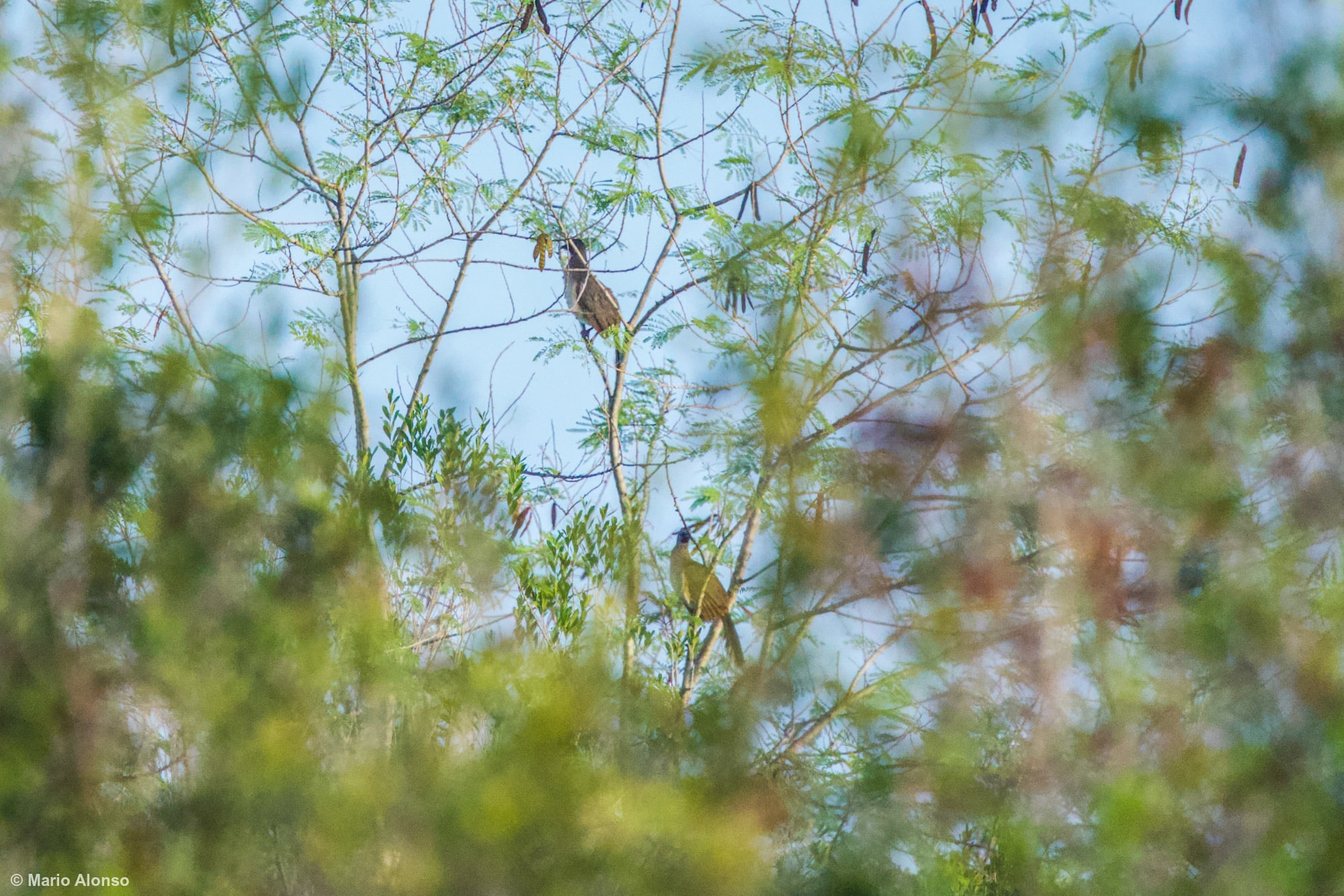 Two Chachalacas on a tree far away (not very clear)