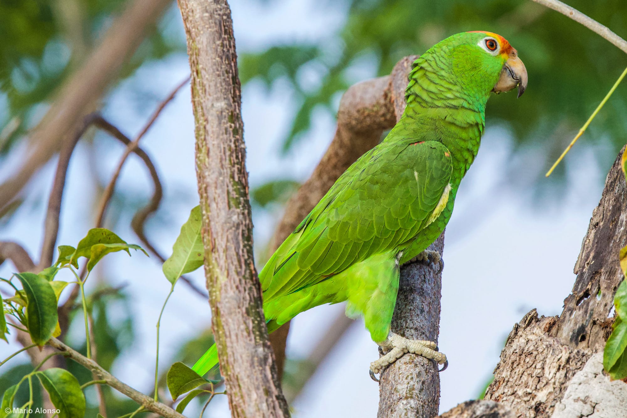 White-fronted Amazon Parrots