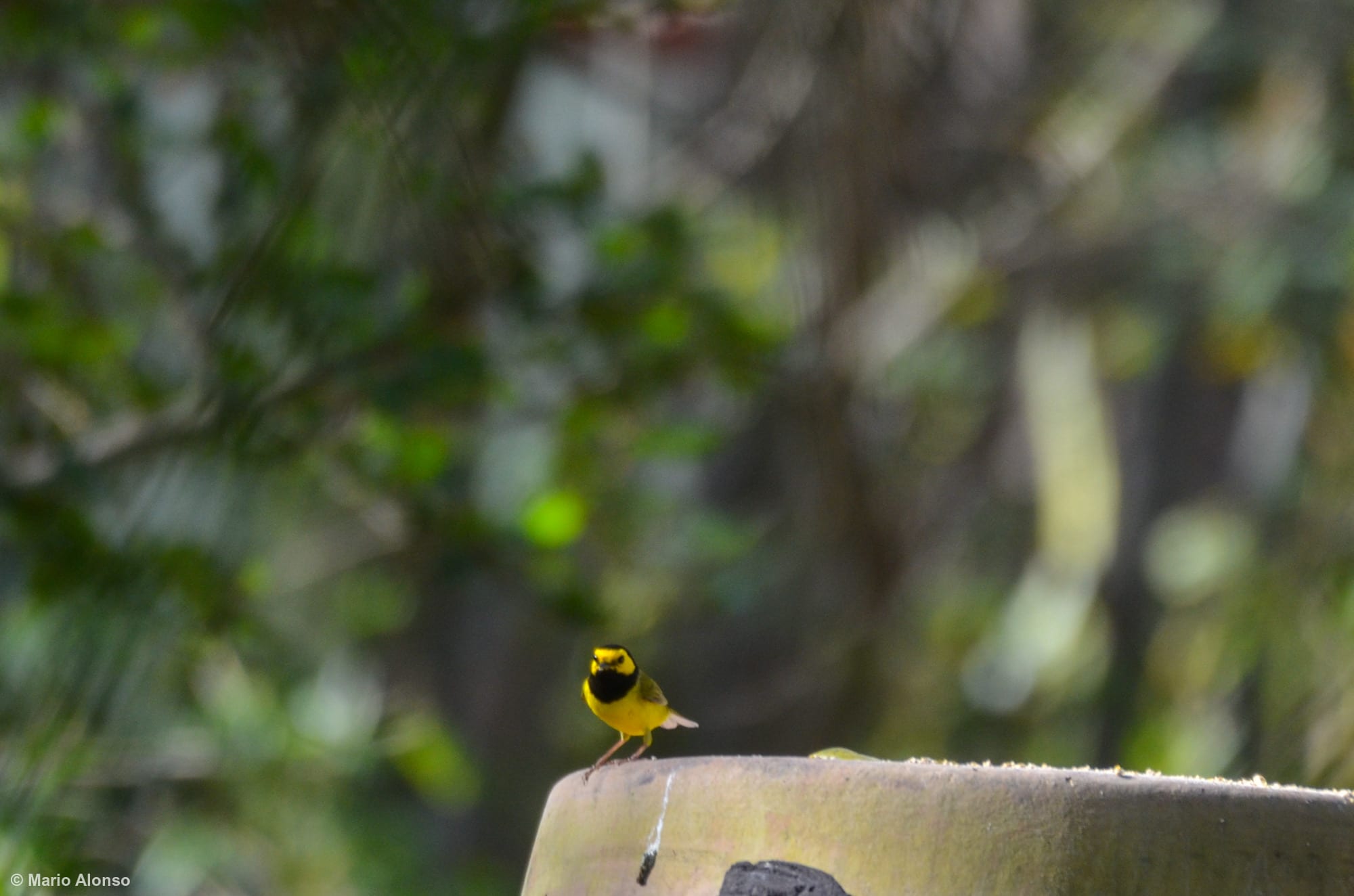 Hooded Warbler