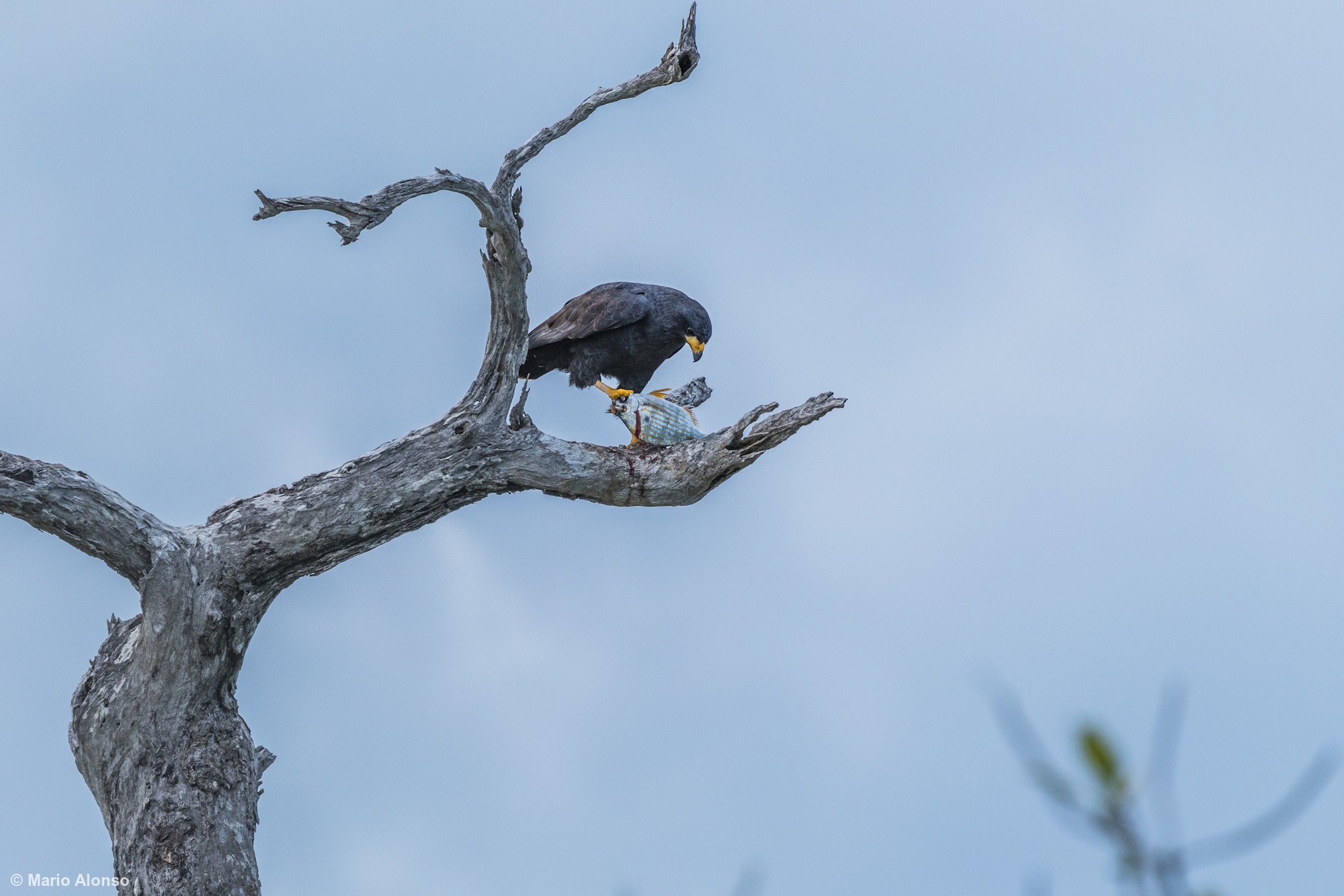 Common Black Hawk caught