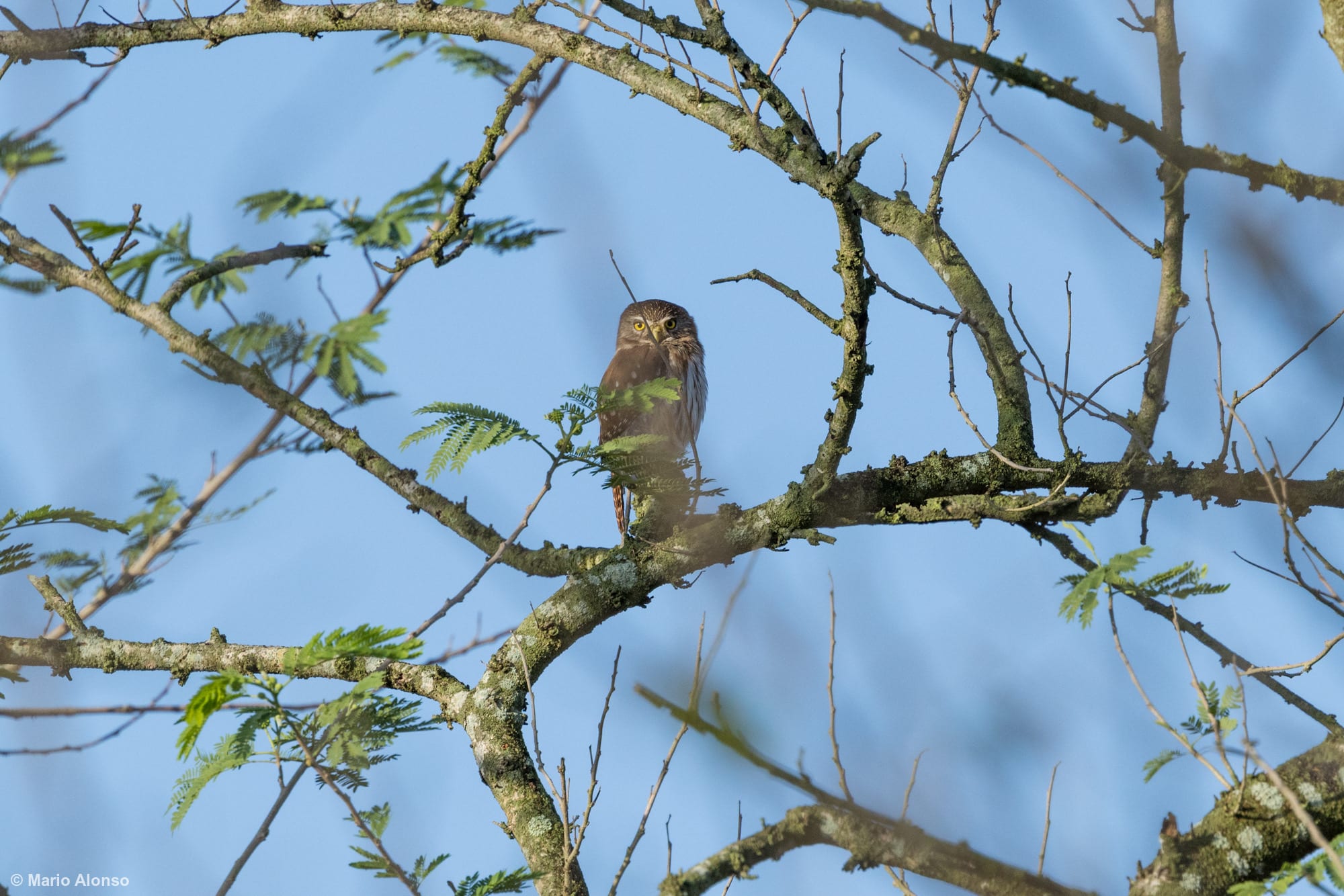 Ferruginous Pygmy Owl