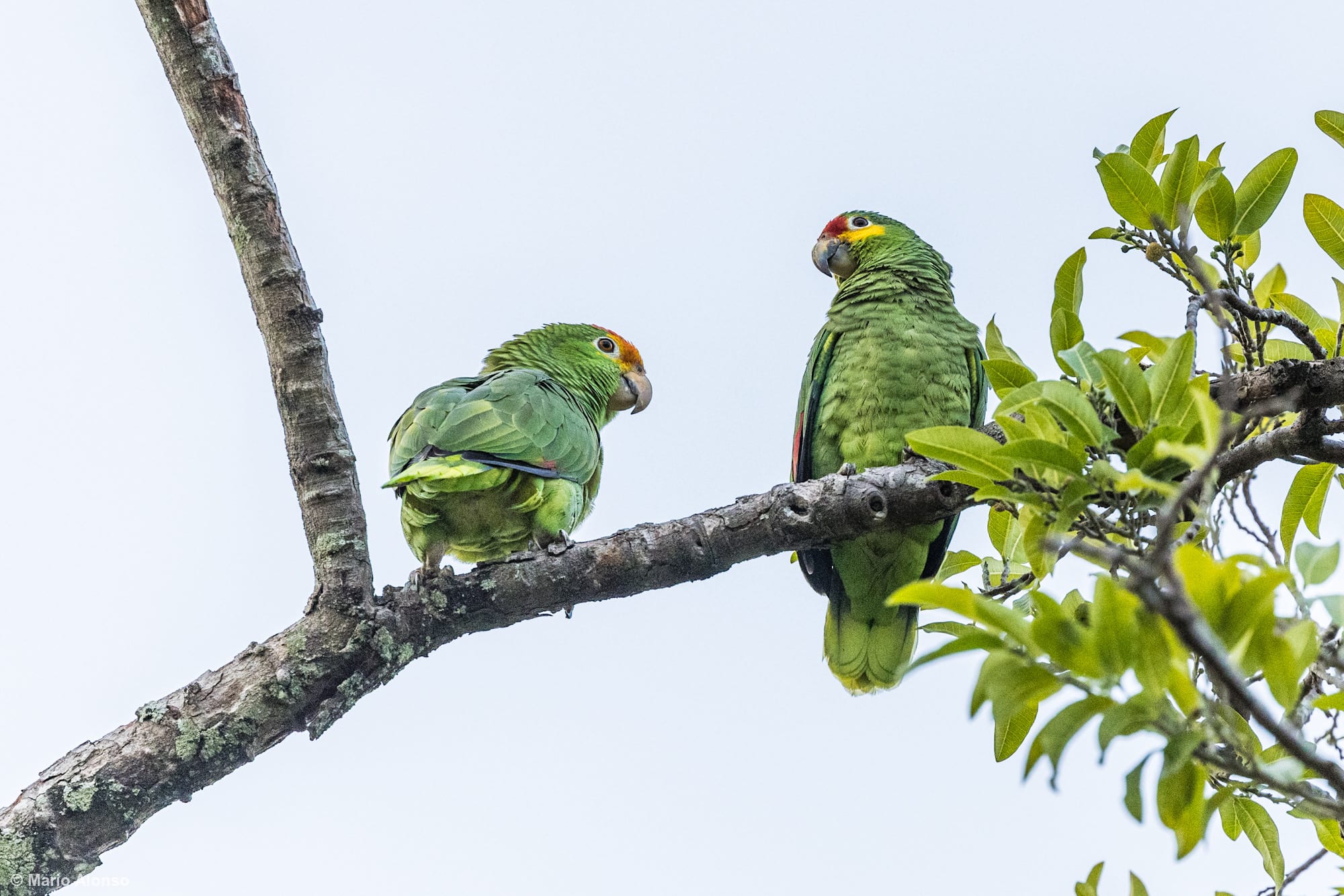 A pair of Red-lored Amazons