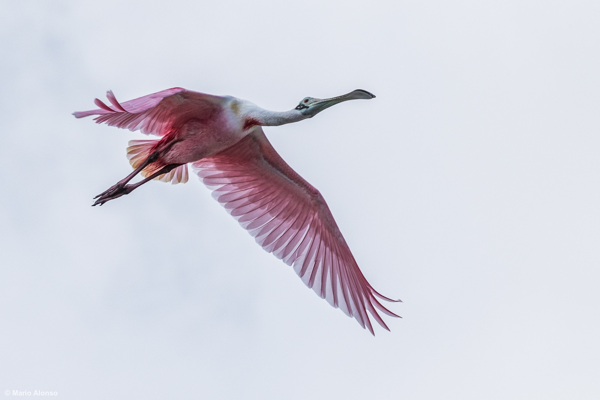 Roseate Spoonbill flying overhead