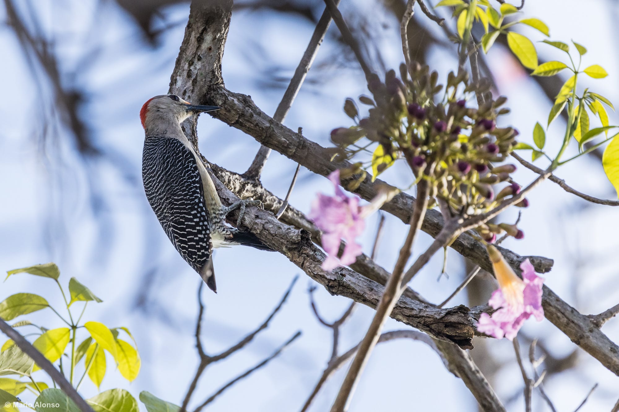 Yucatan Woodpecker