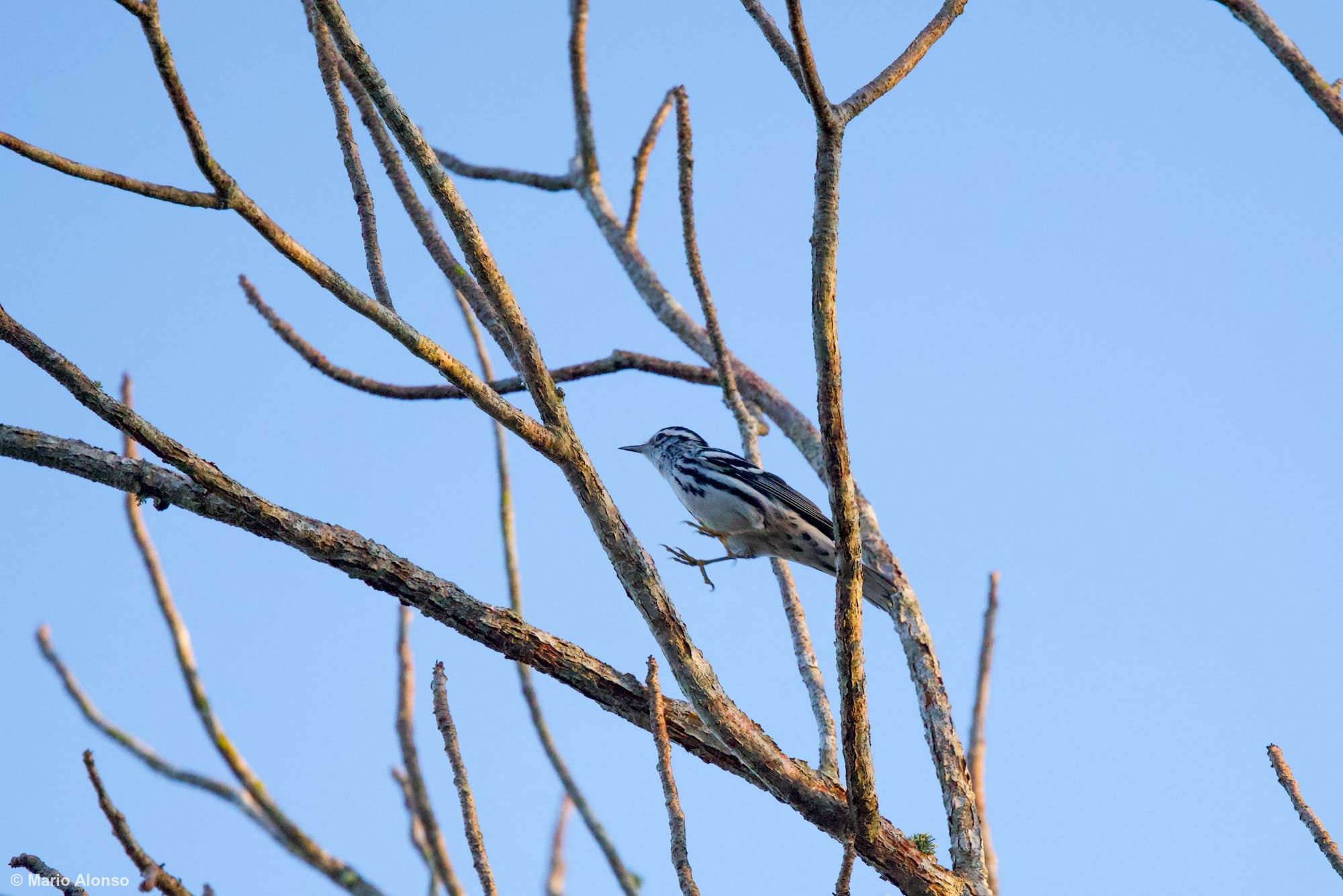 Black-and-white Warbler