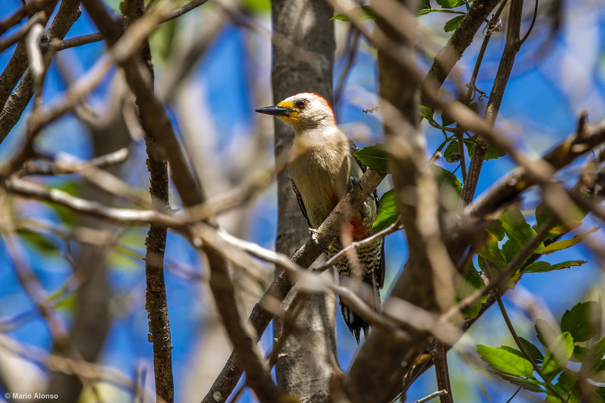 Golden-fronted woodpecker showing off