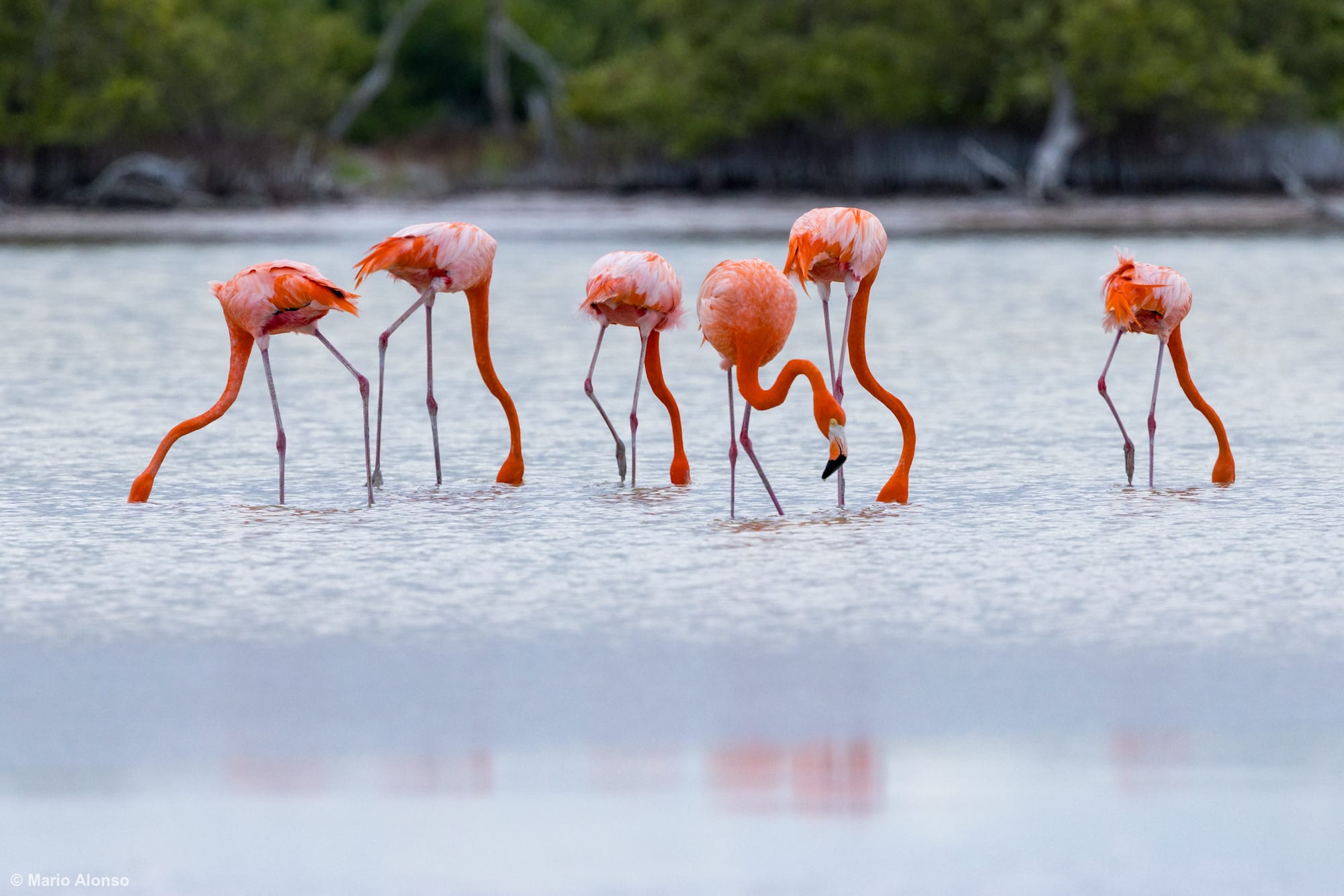 Brightly colored American Flamingos