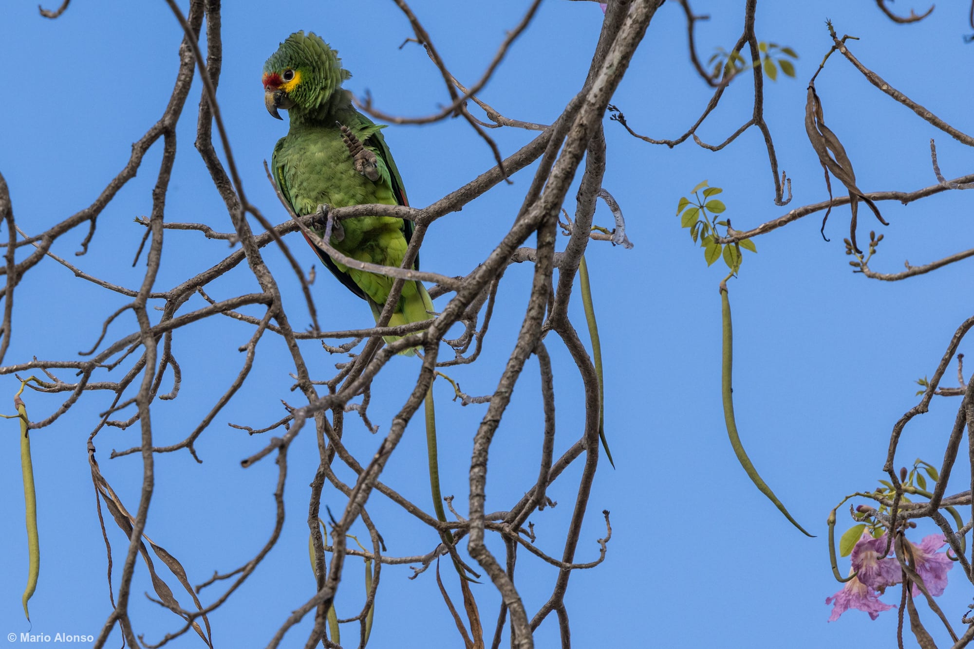 Red-lored Amazon with head feathers
