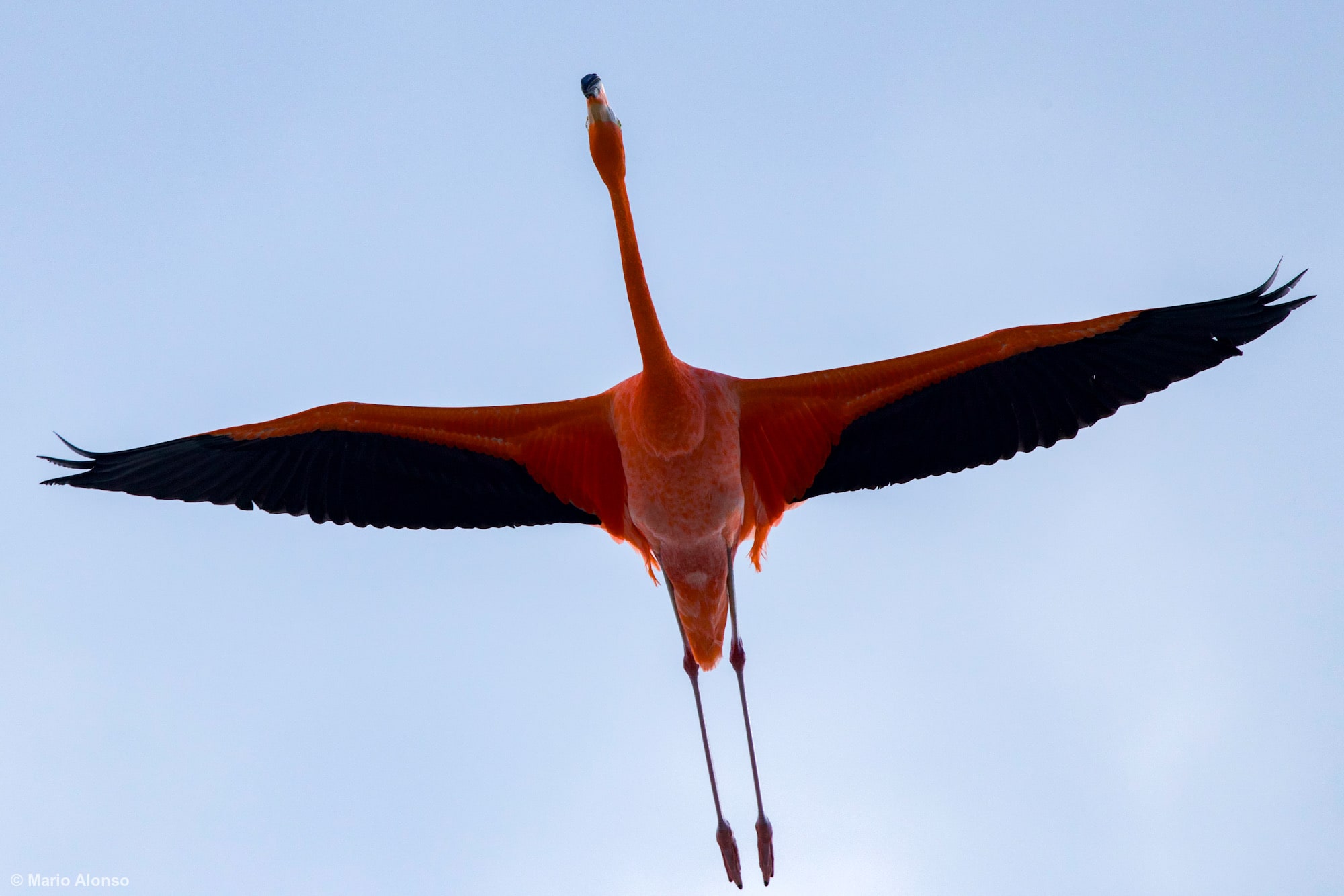 Flamingo in Full Flight