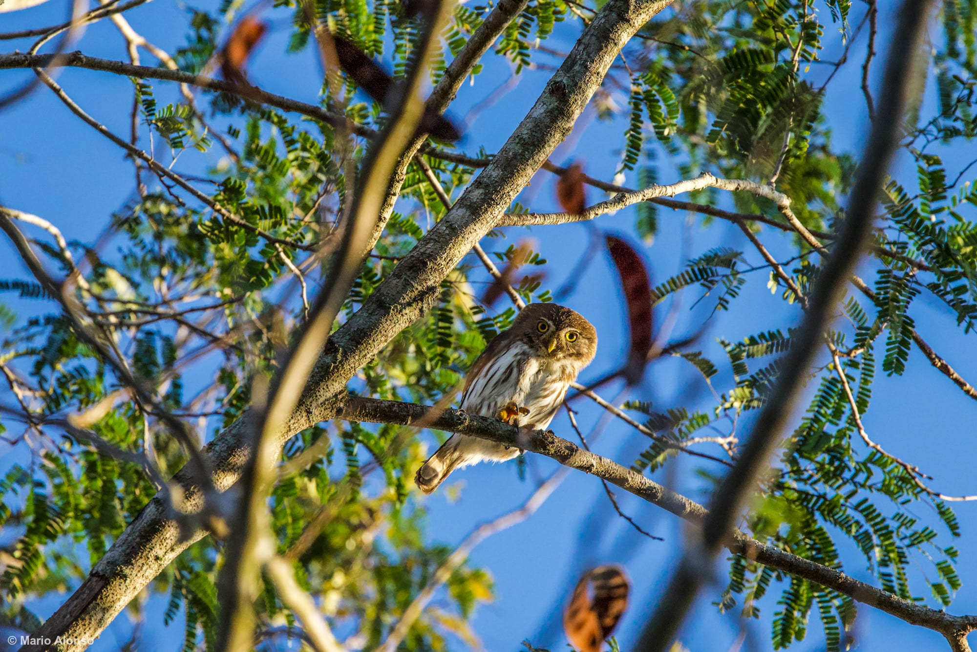 Ferruginous Pygmy Owls near Merida