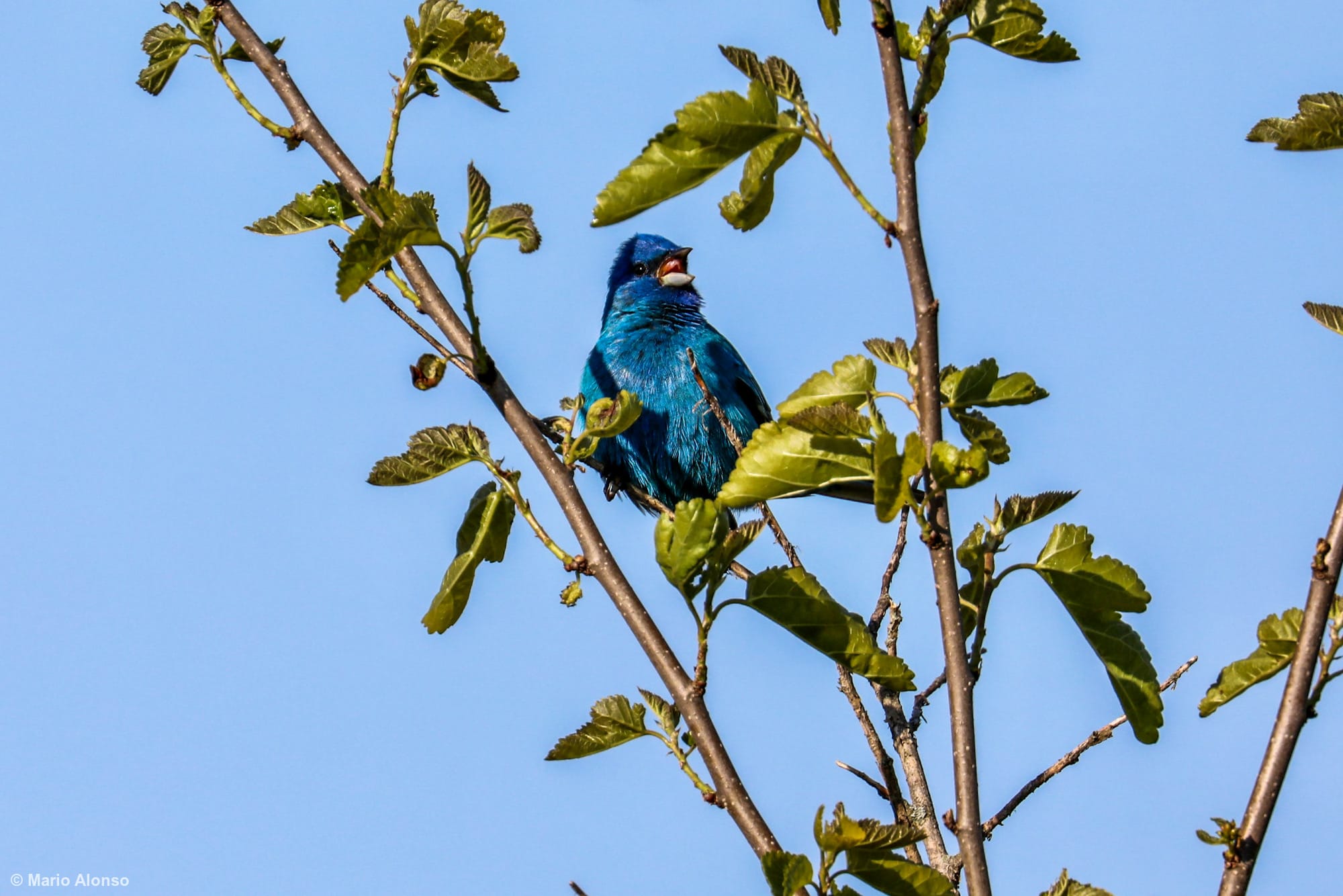 Indigo Bunting