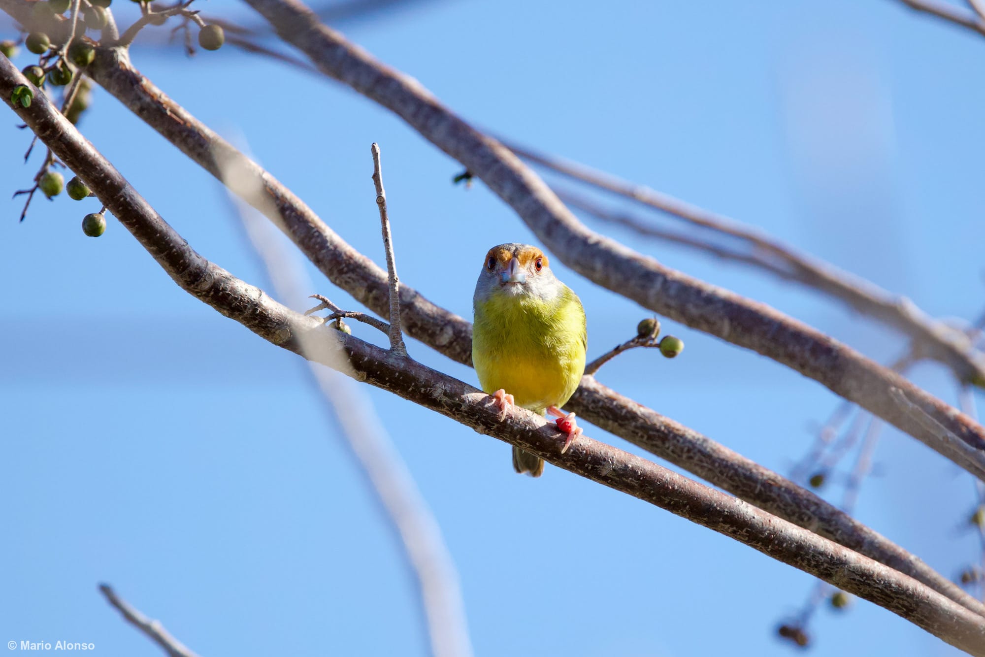 Rufus-browed Peppershrike