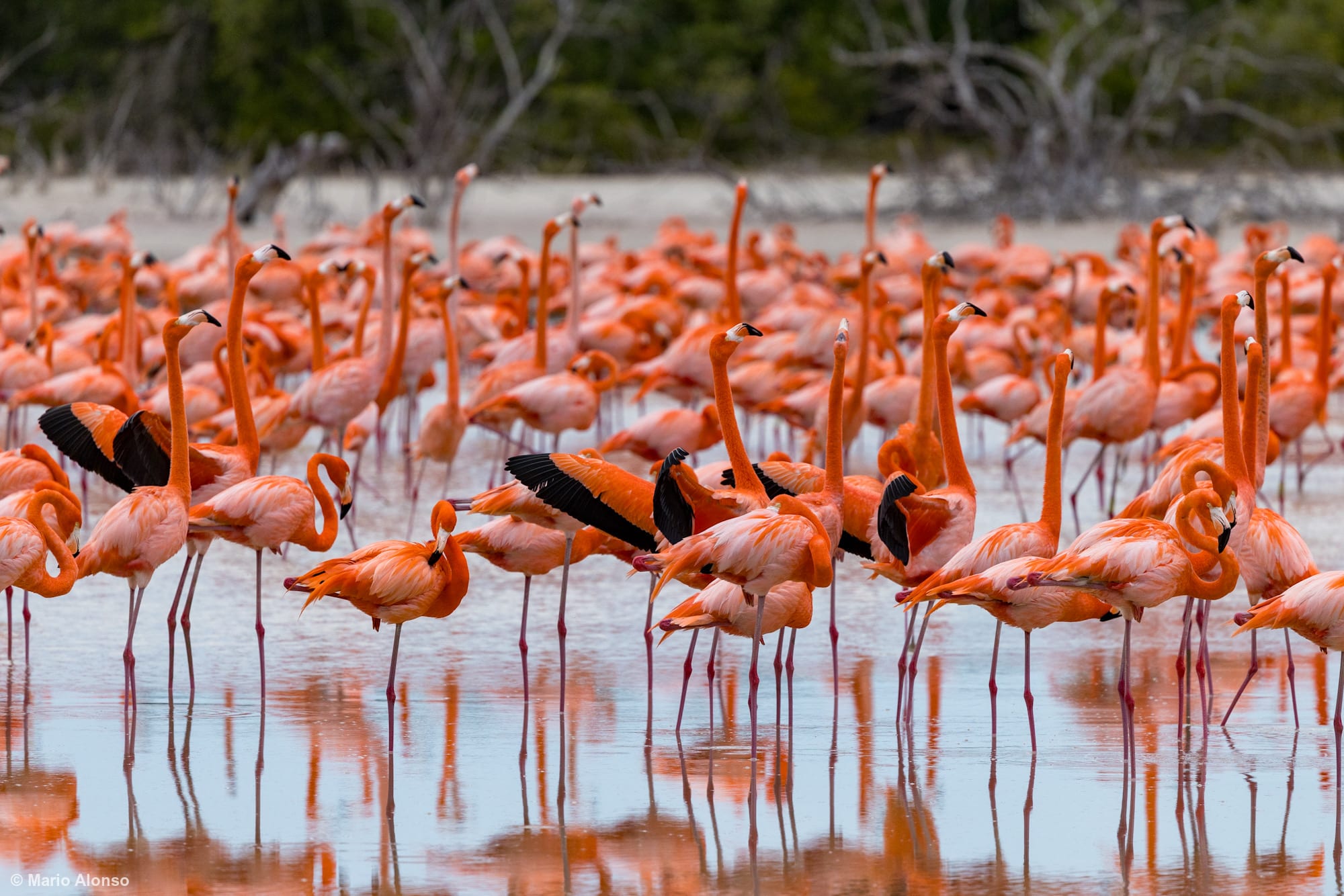 A dense flock of American