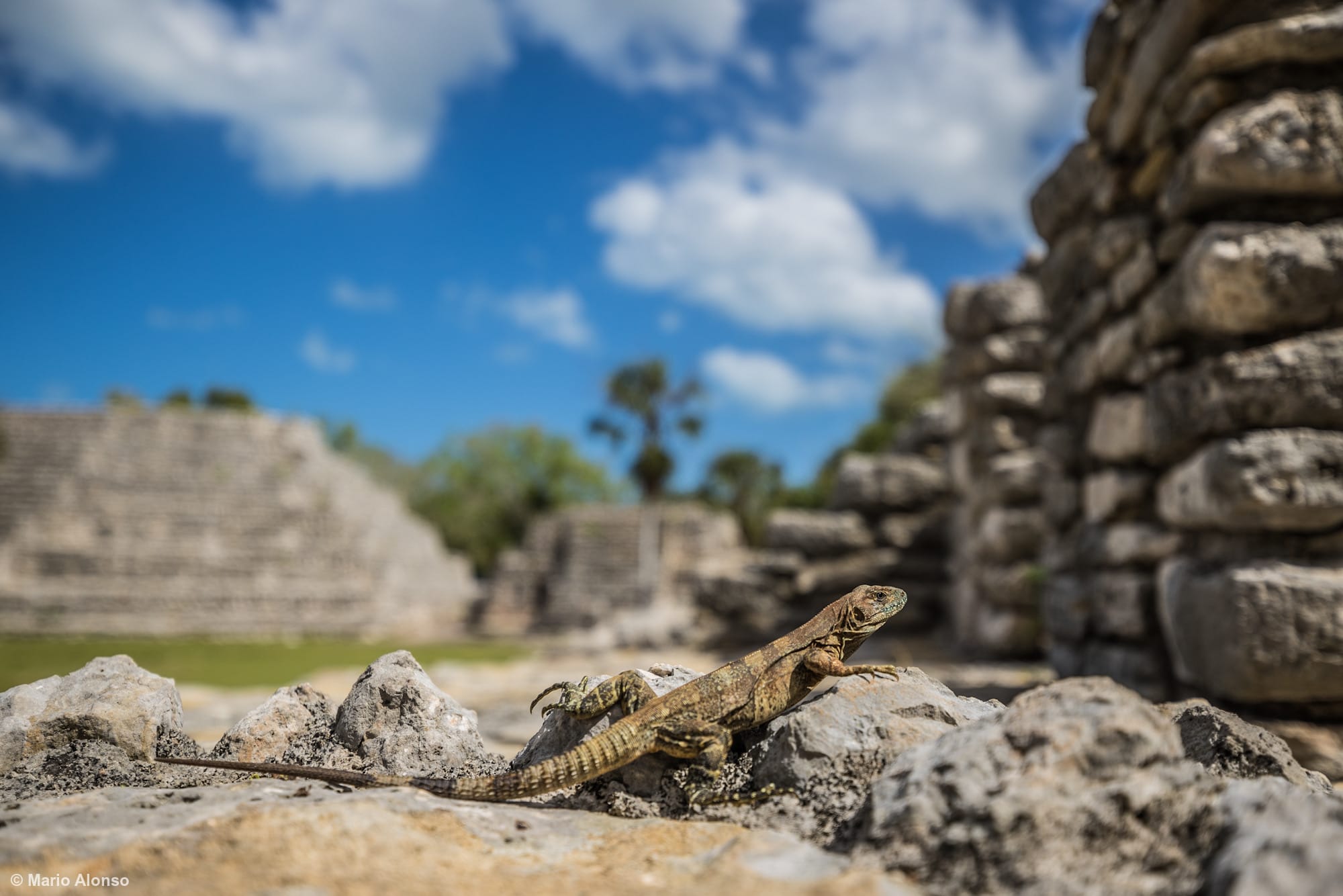 Yucatán Spiny-tailed Iguana