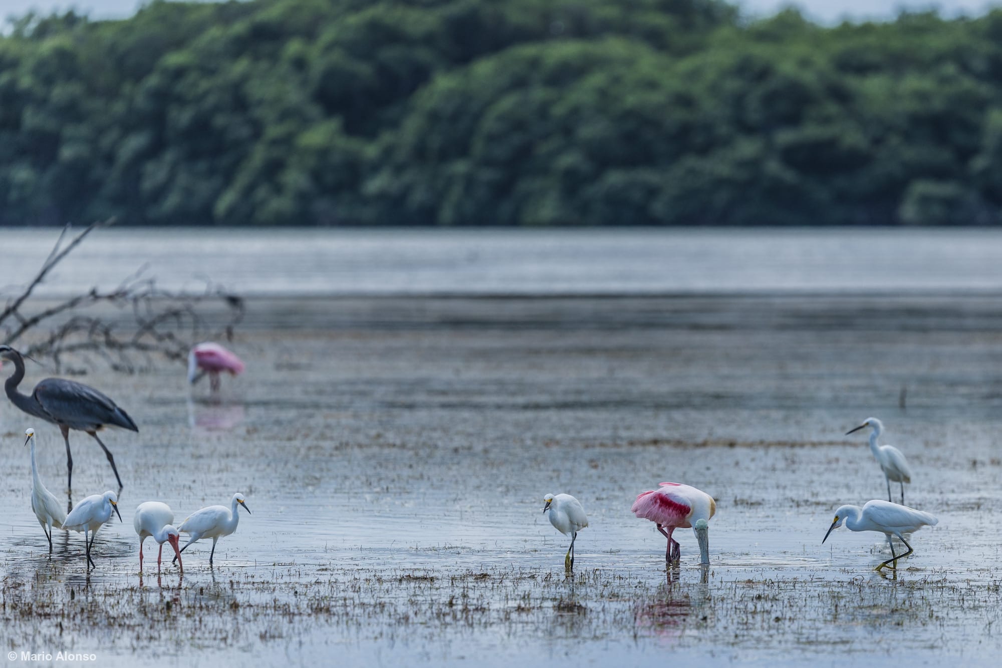 Snowy Egrets & White Ibis & Roseate Spoonbill