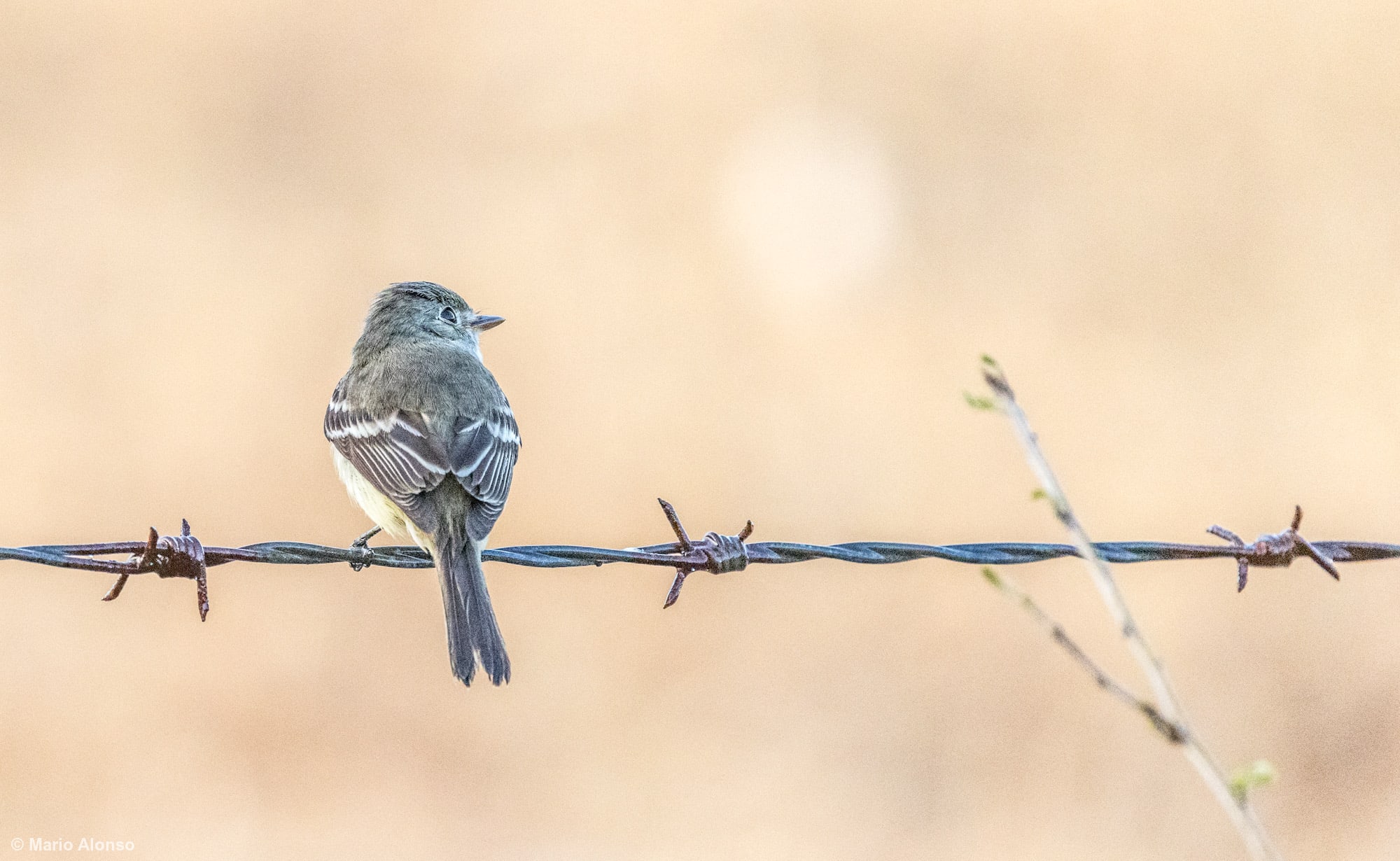 Least Flycatcher standing on barbed wire