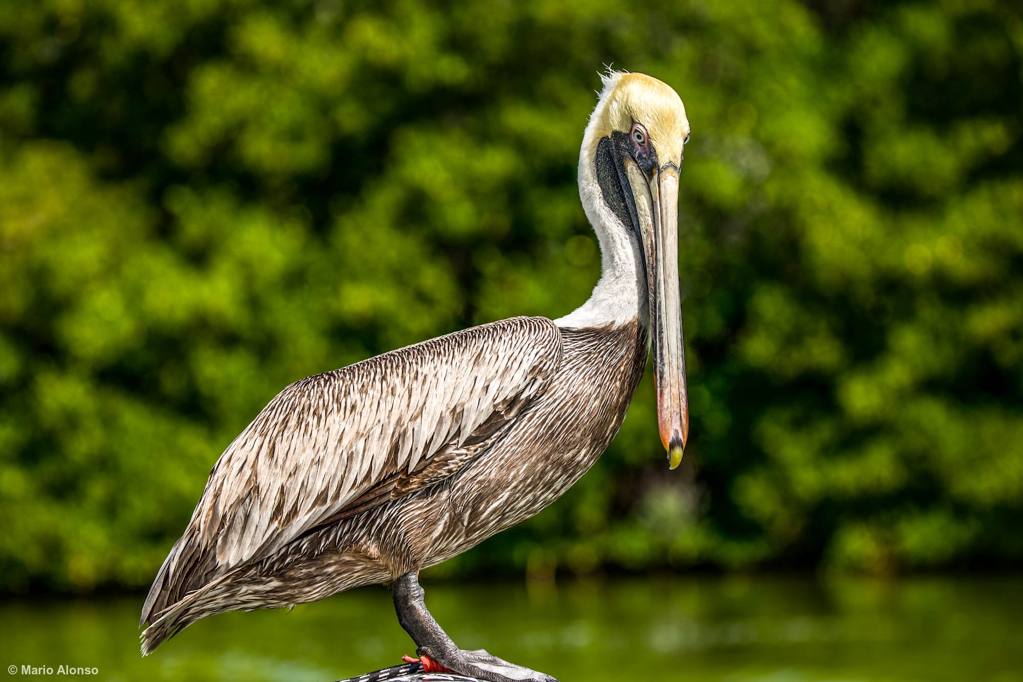 Mature Brown Pelican