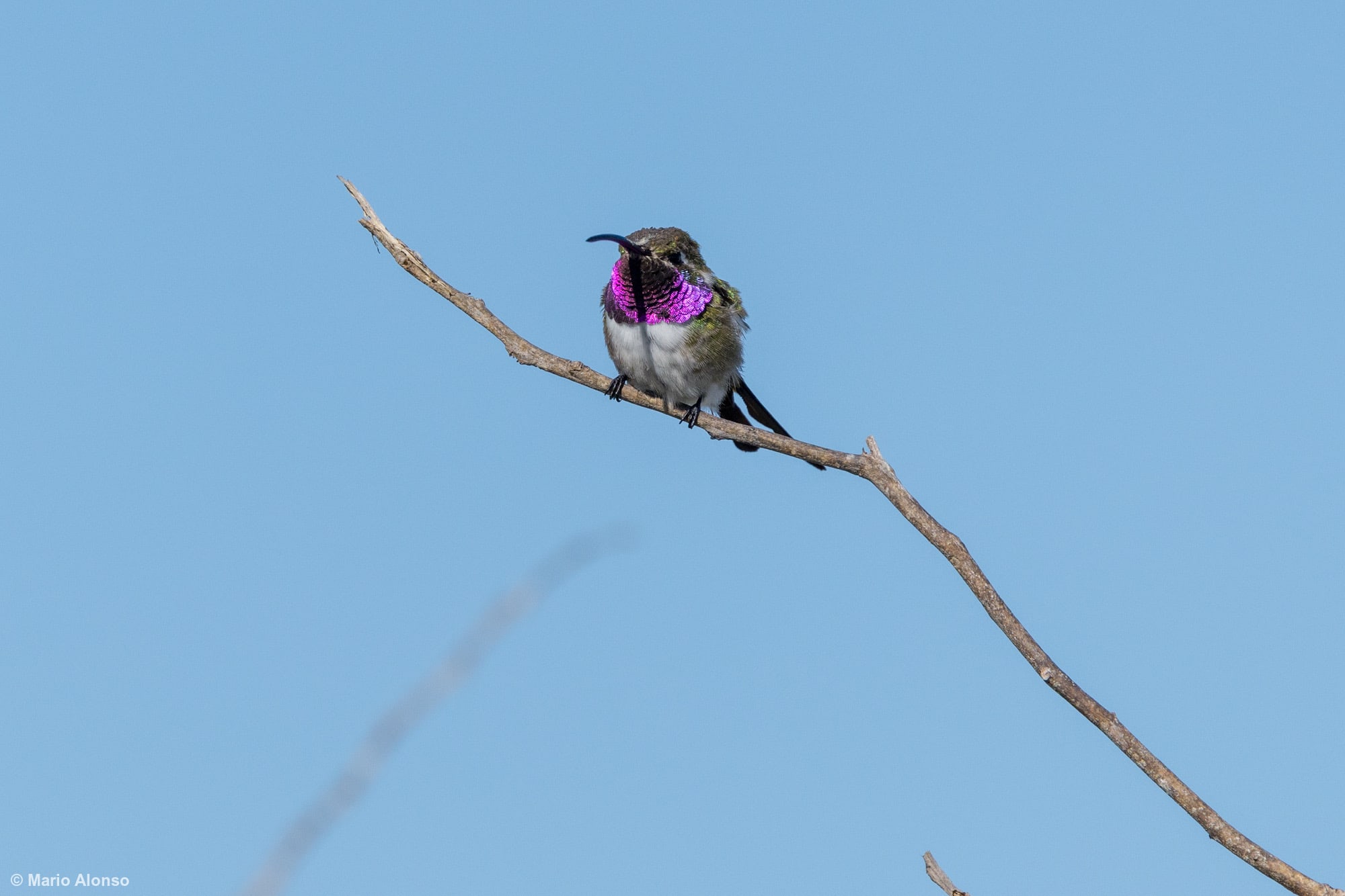 Mexican Sheartail