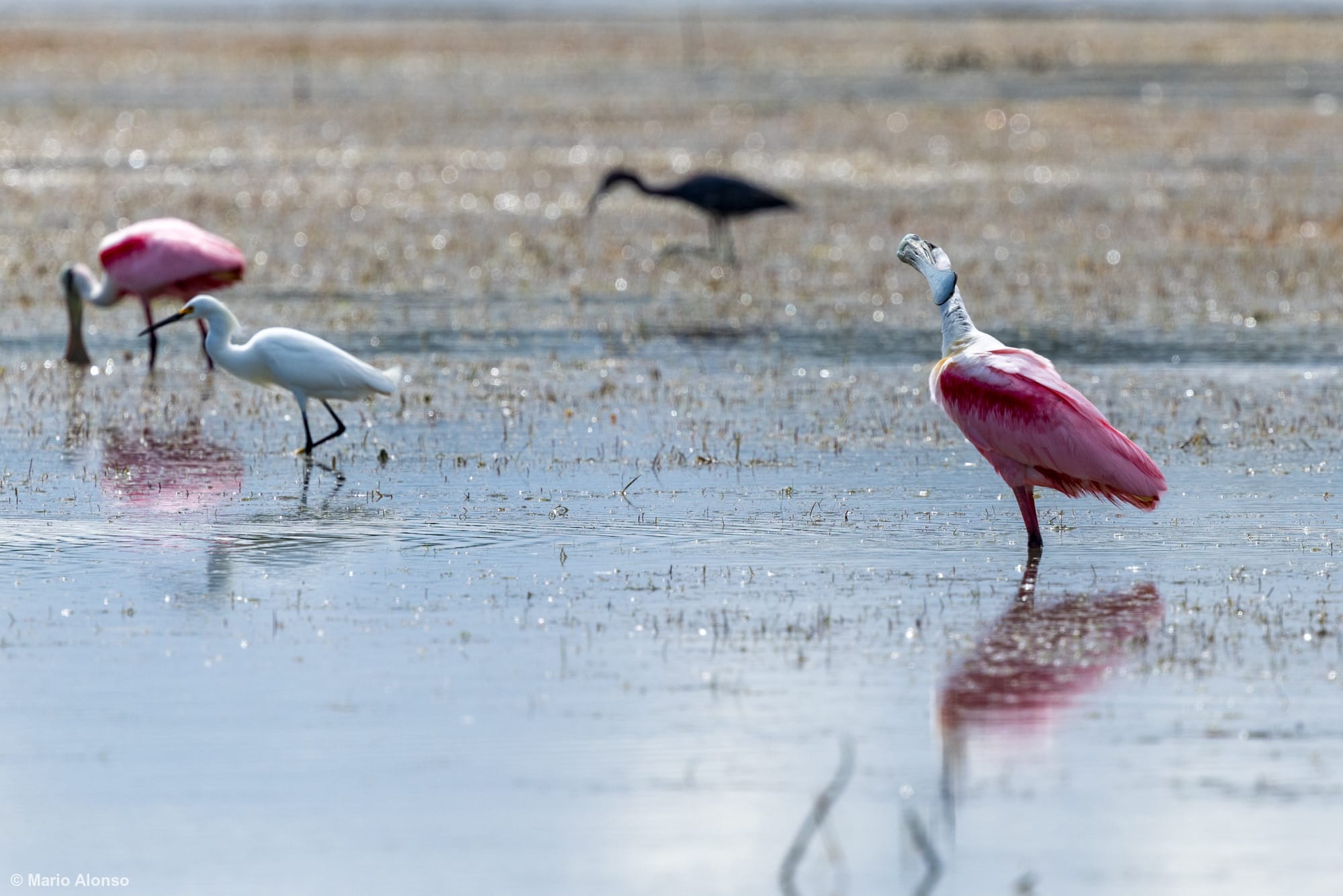 Roseate Spoonbill