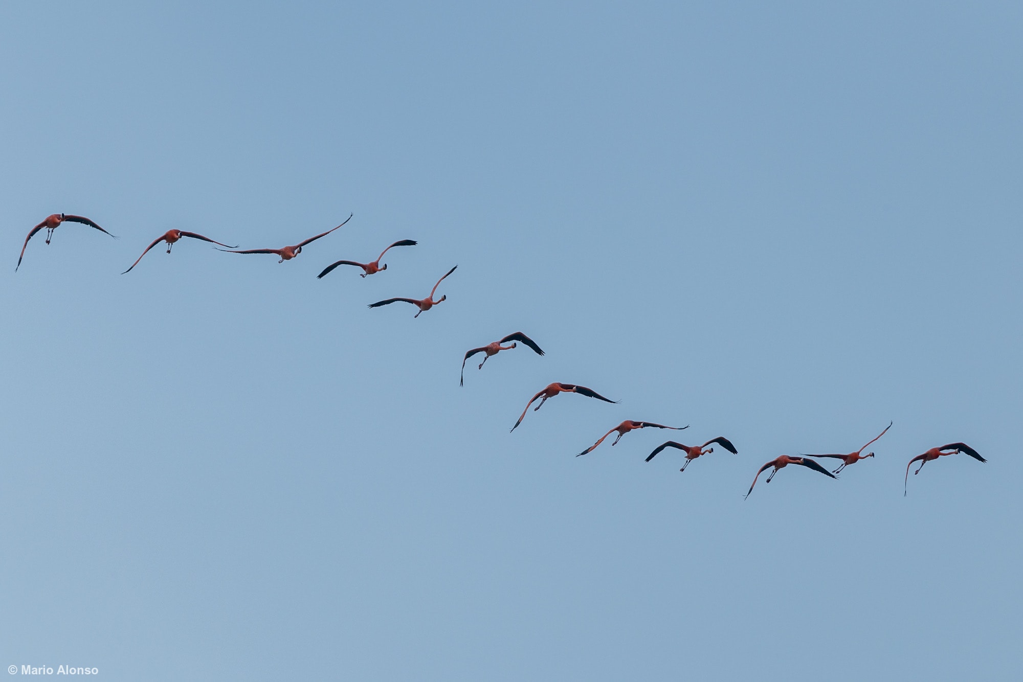 A flock of Flamingos flying over the village of Sisal