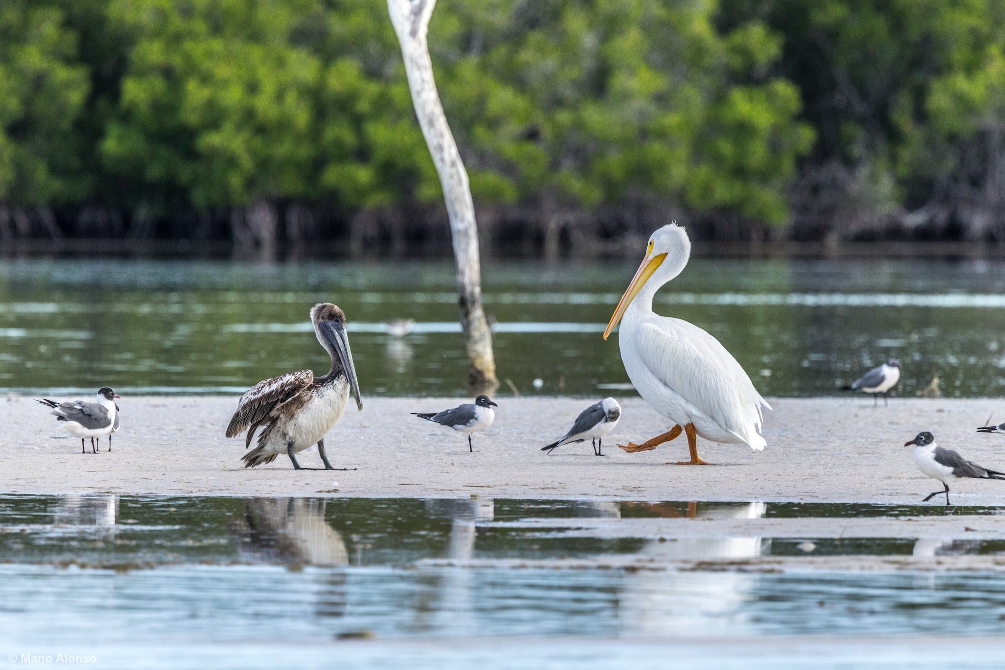 Brown Pelican and White Pelican