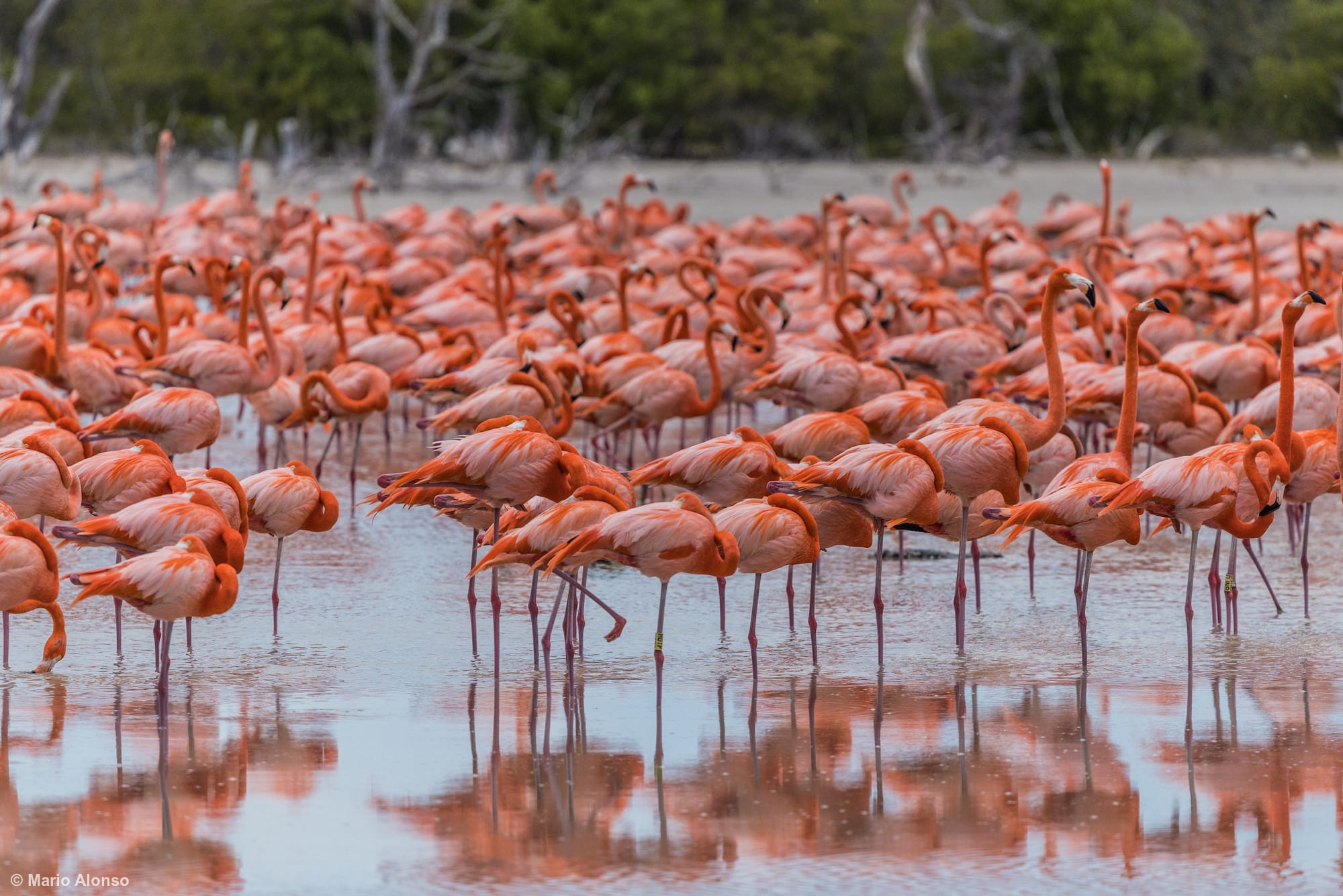 A dense flock of American