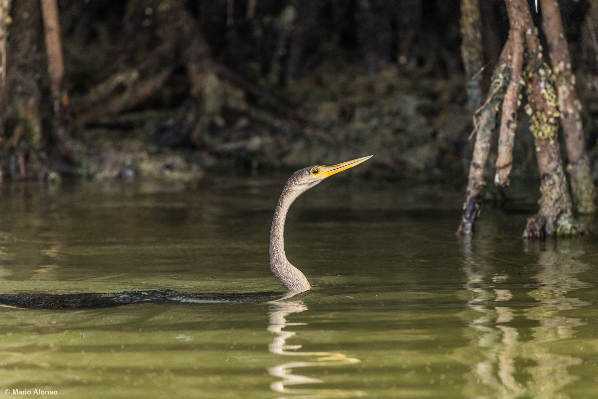 Anhinga (Snake Bird)