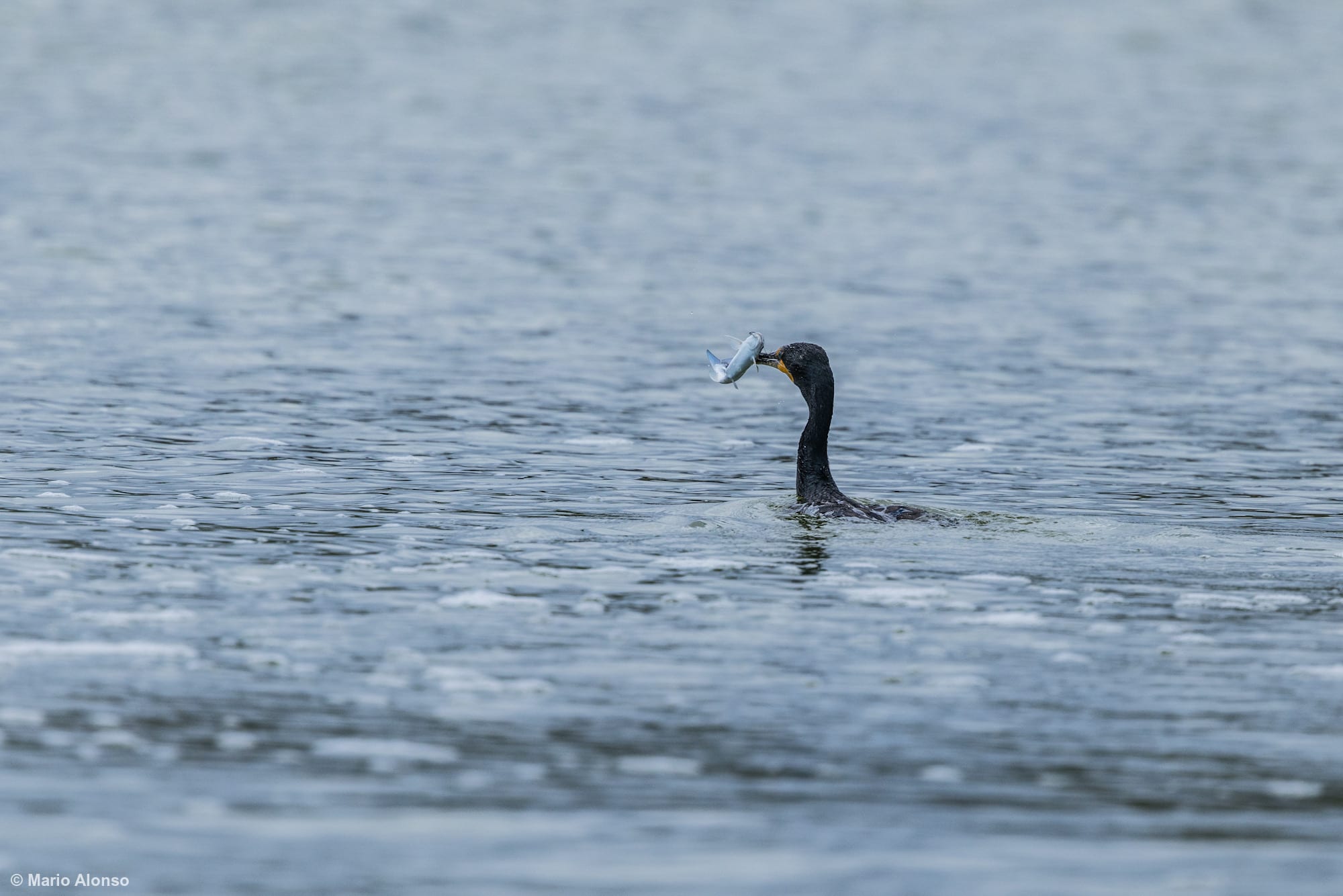 Double-crested Cormorant swiming after catching a fish