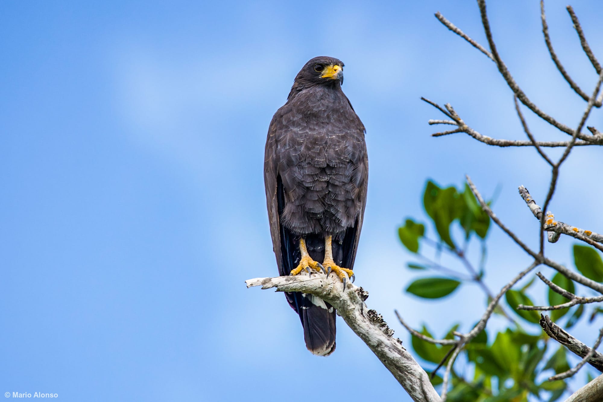 Common Black Hawk looking