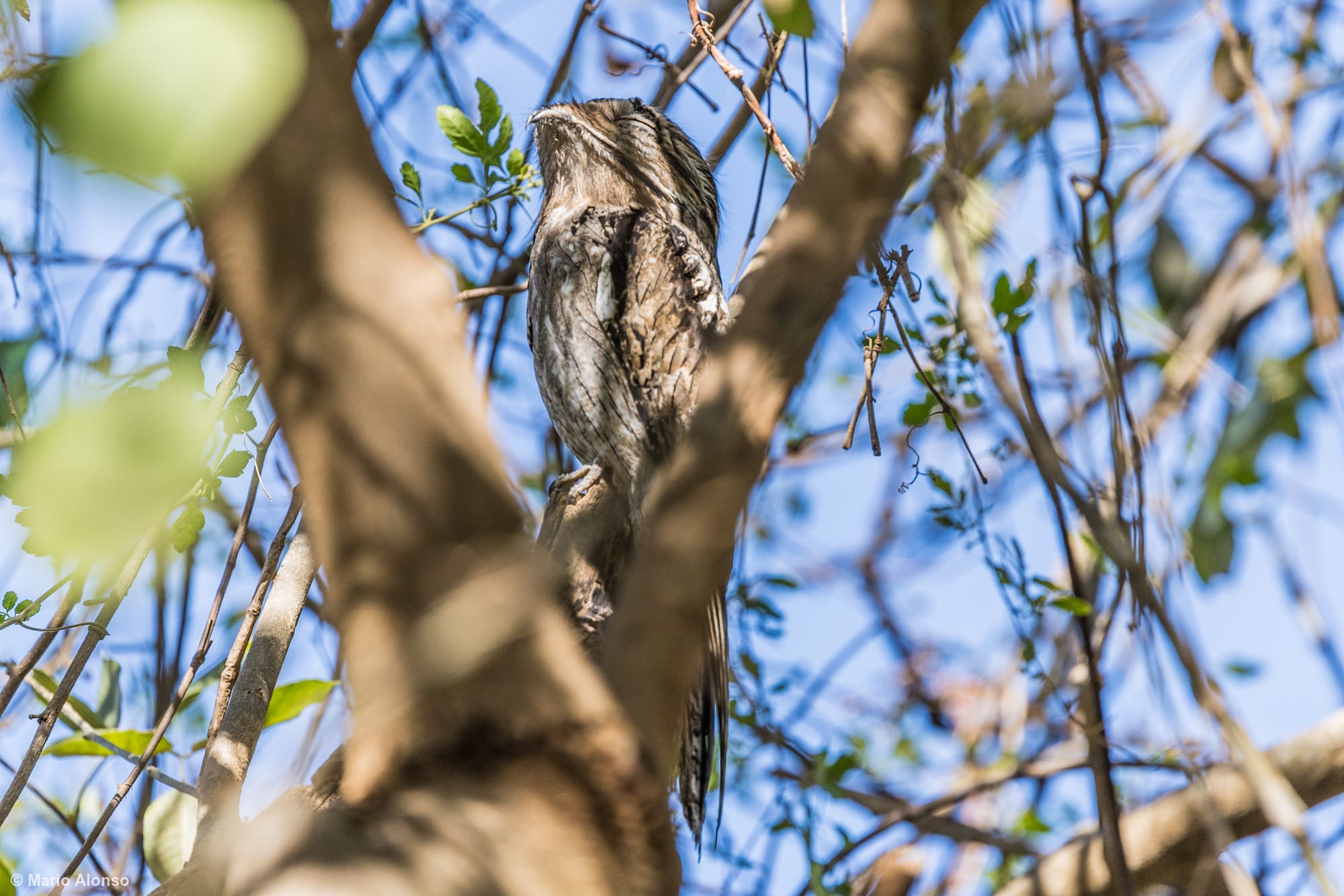 Northern Potoo very still