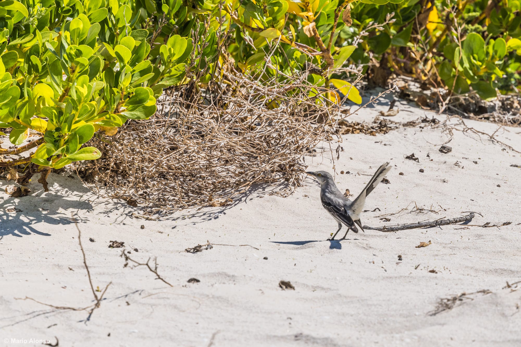 Northern Mockingbird at the beach of Chuburná