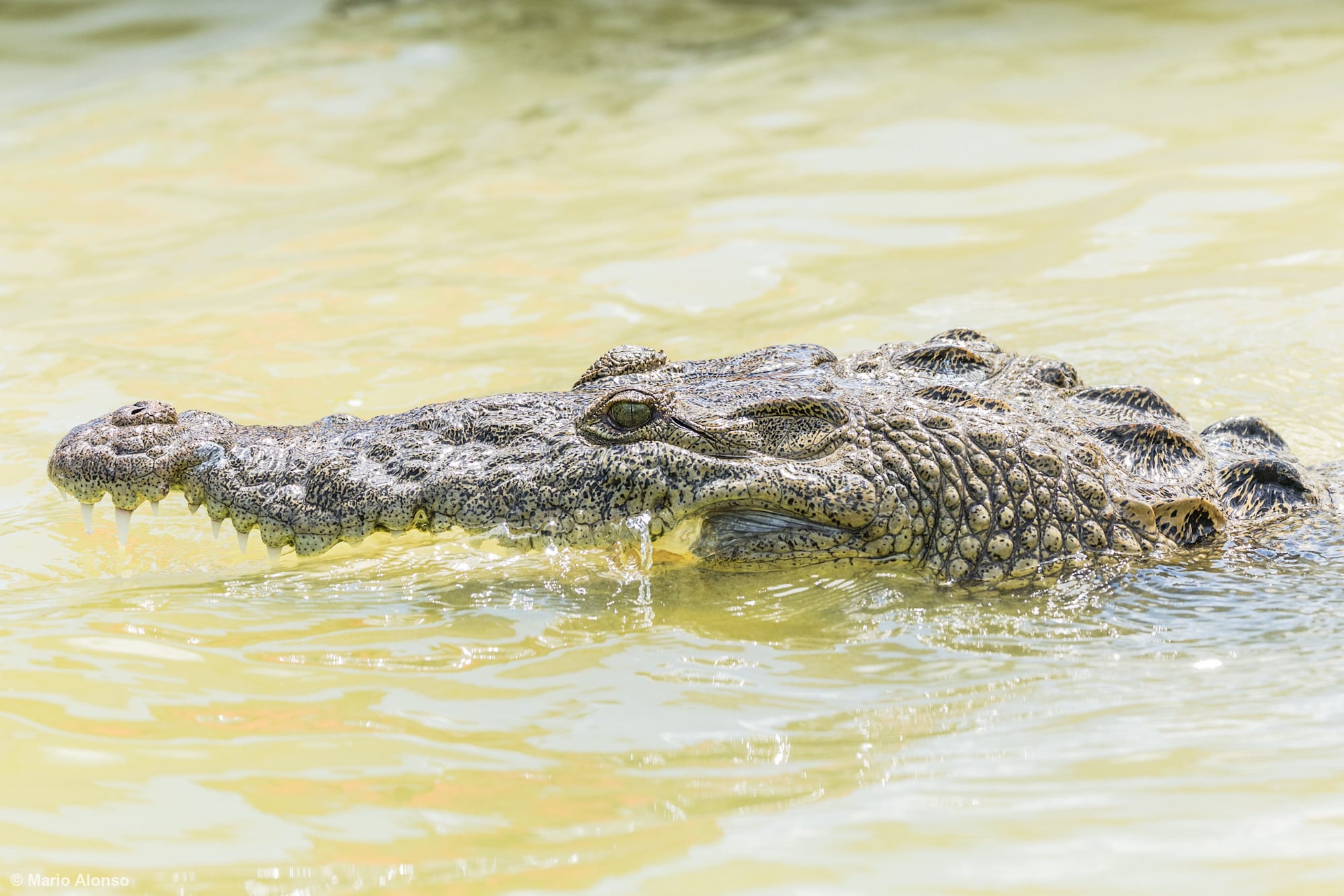 American Crocodile with gaping mouth