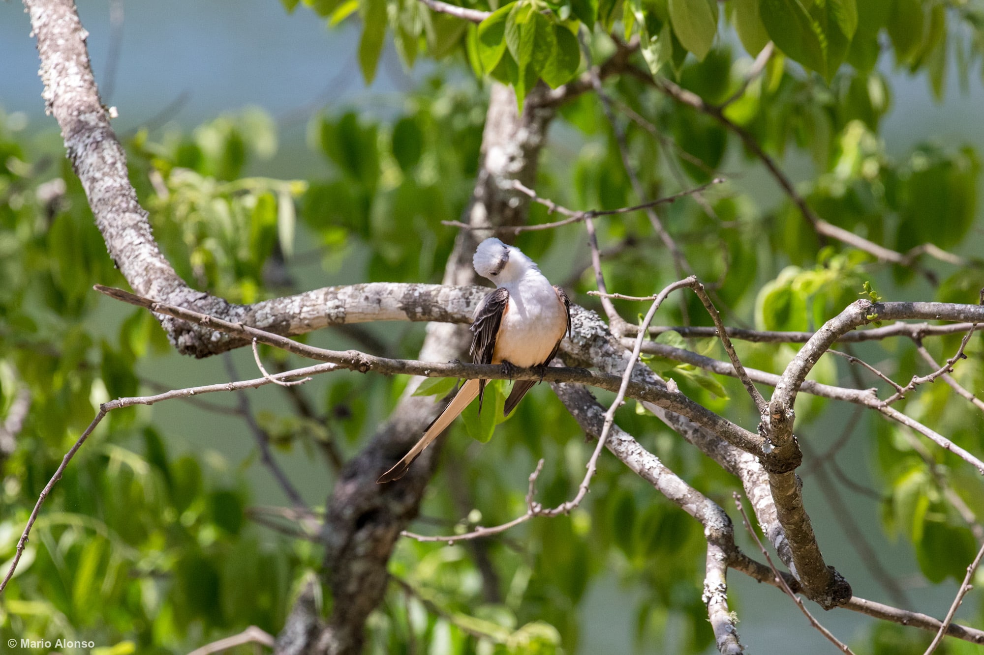 Scissor-tailed flycatcher cocking its head