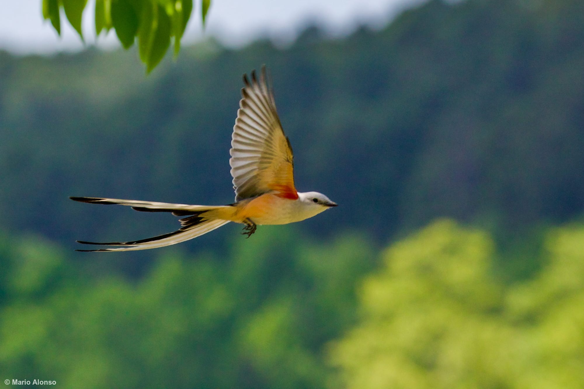 Scissor-tailed flycatcher flying