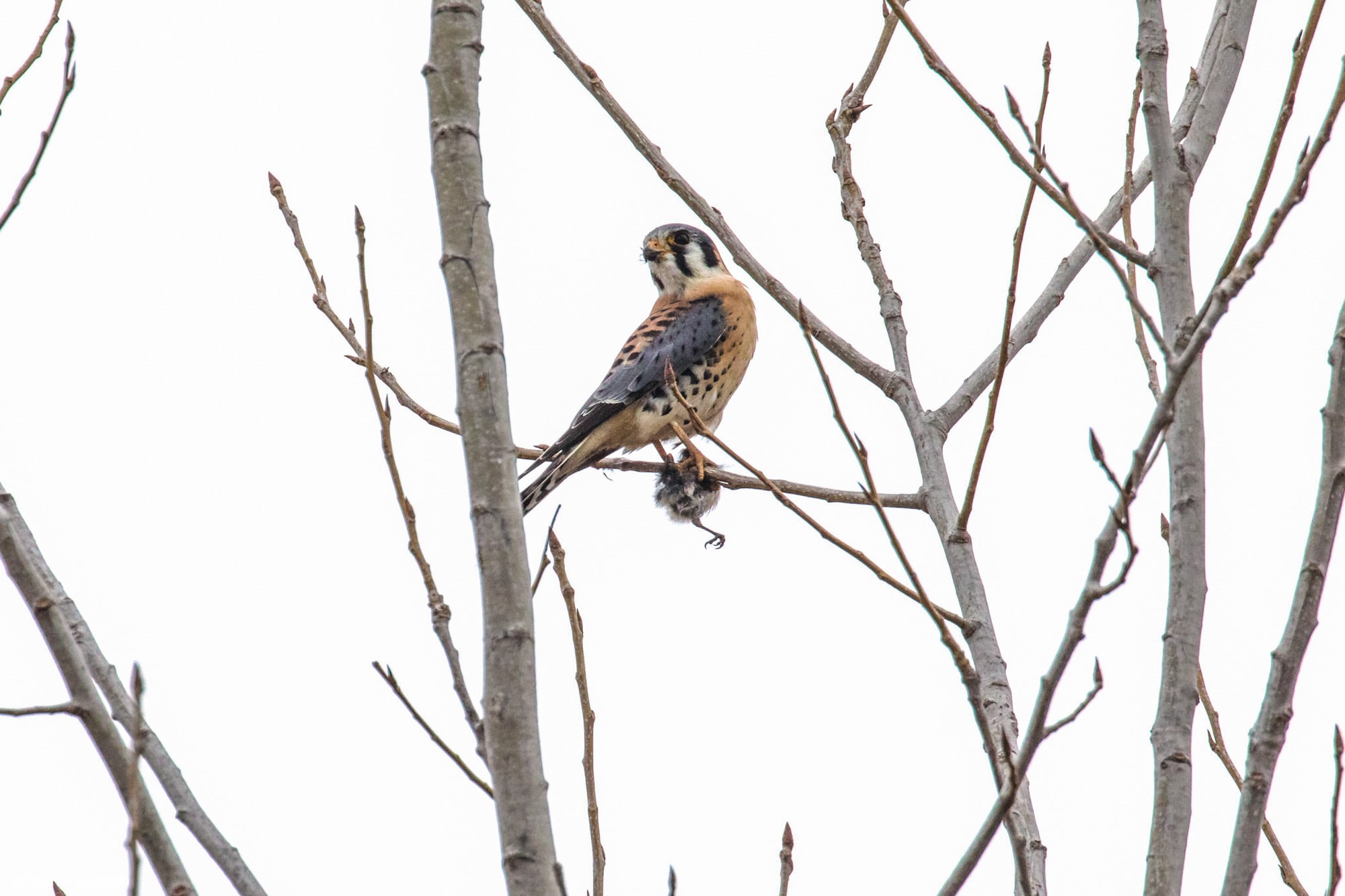 American Kestrel eating