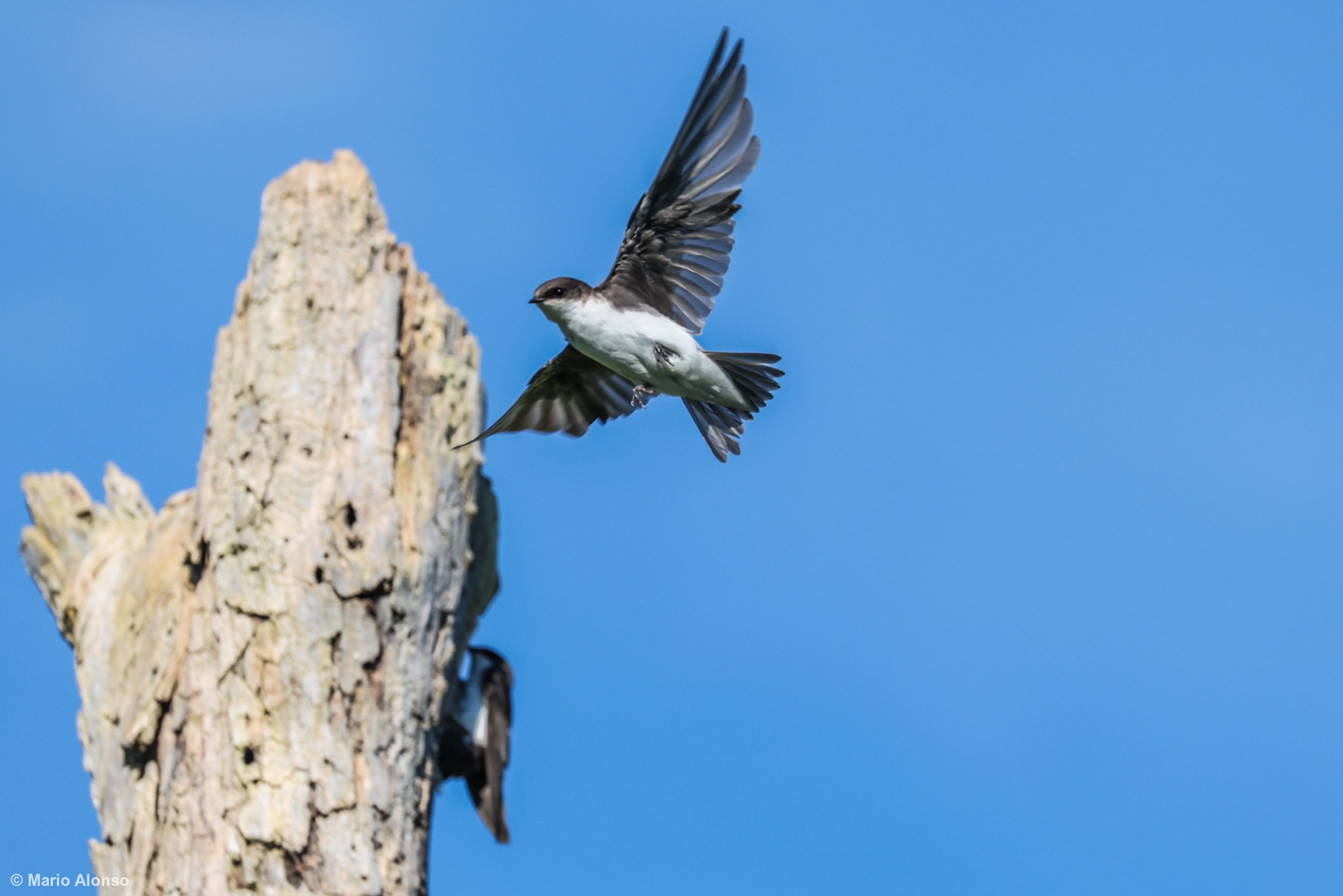 Tree swallow flying
