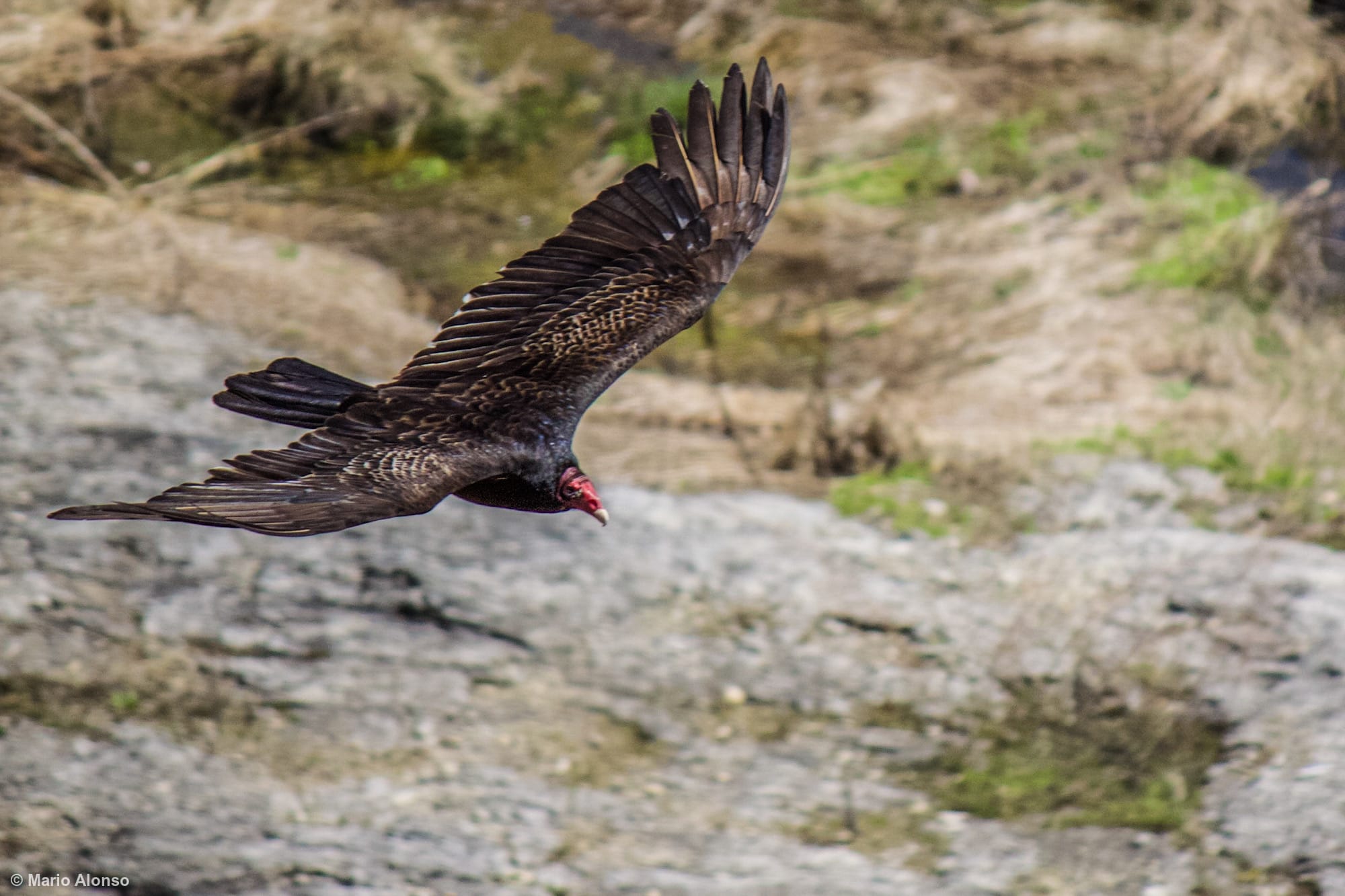 Turkey Vulture flying seen from above