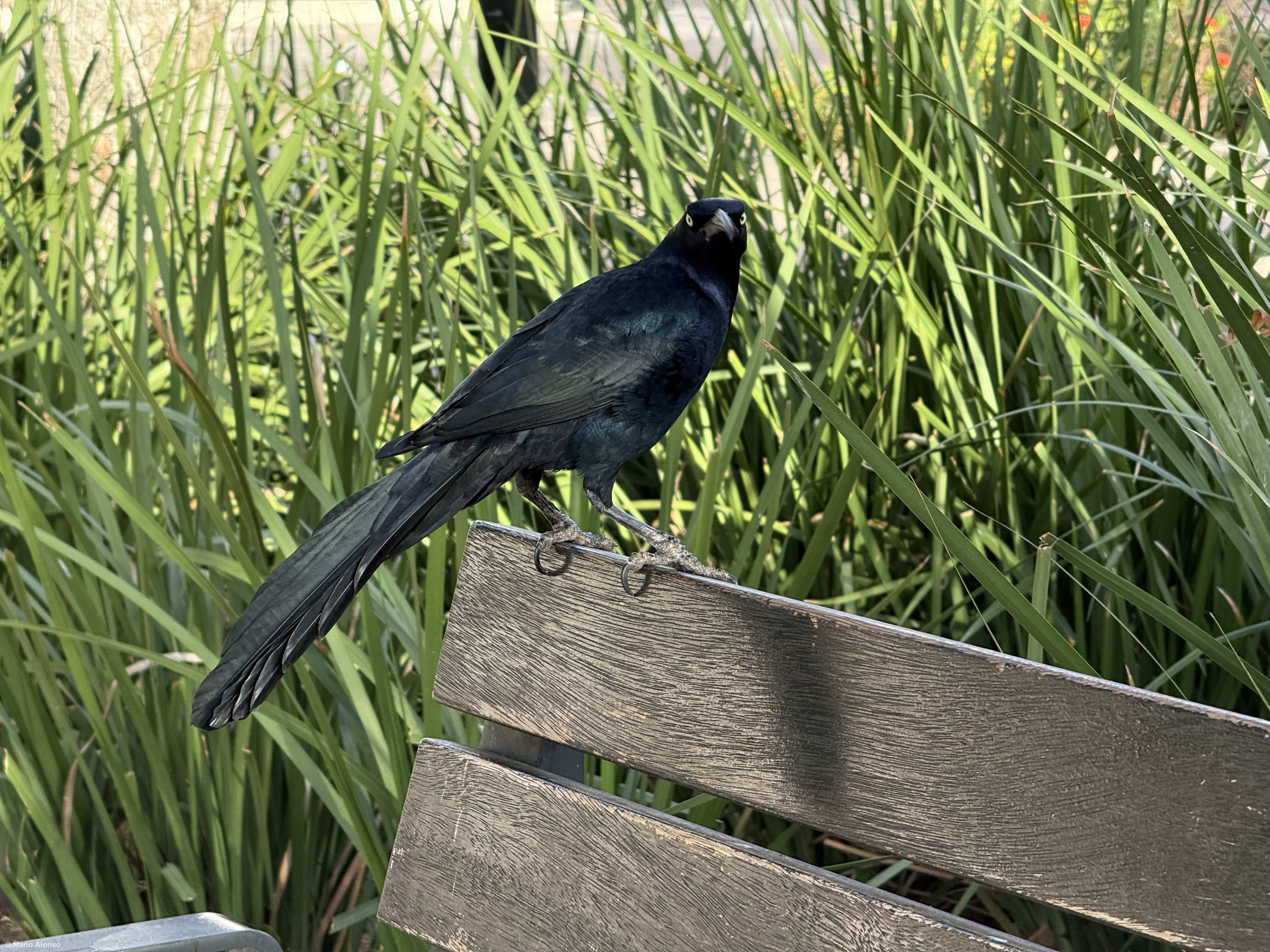 Great-tailed Grackle