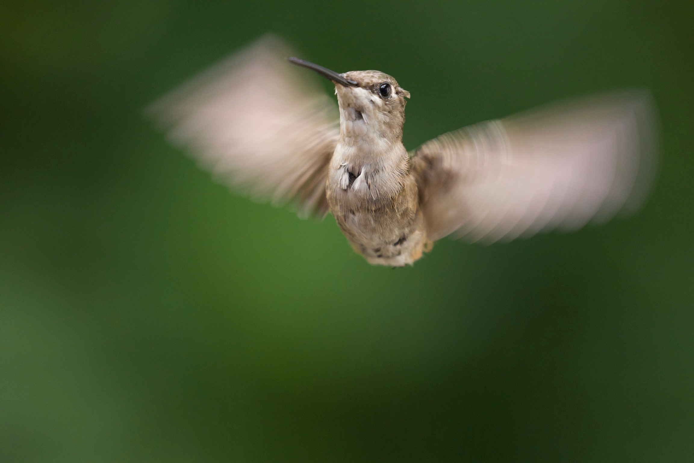 Ruby-throated Hummingbird in Flight