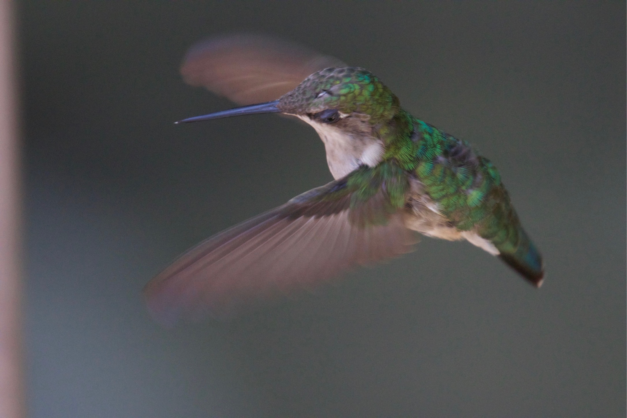 Ruby-throated Hummingbird Hovering