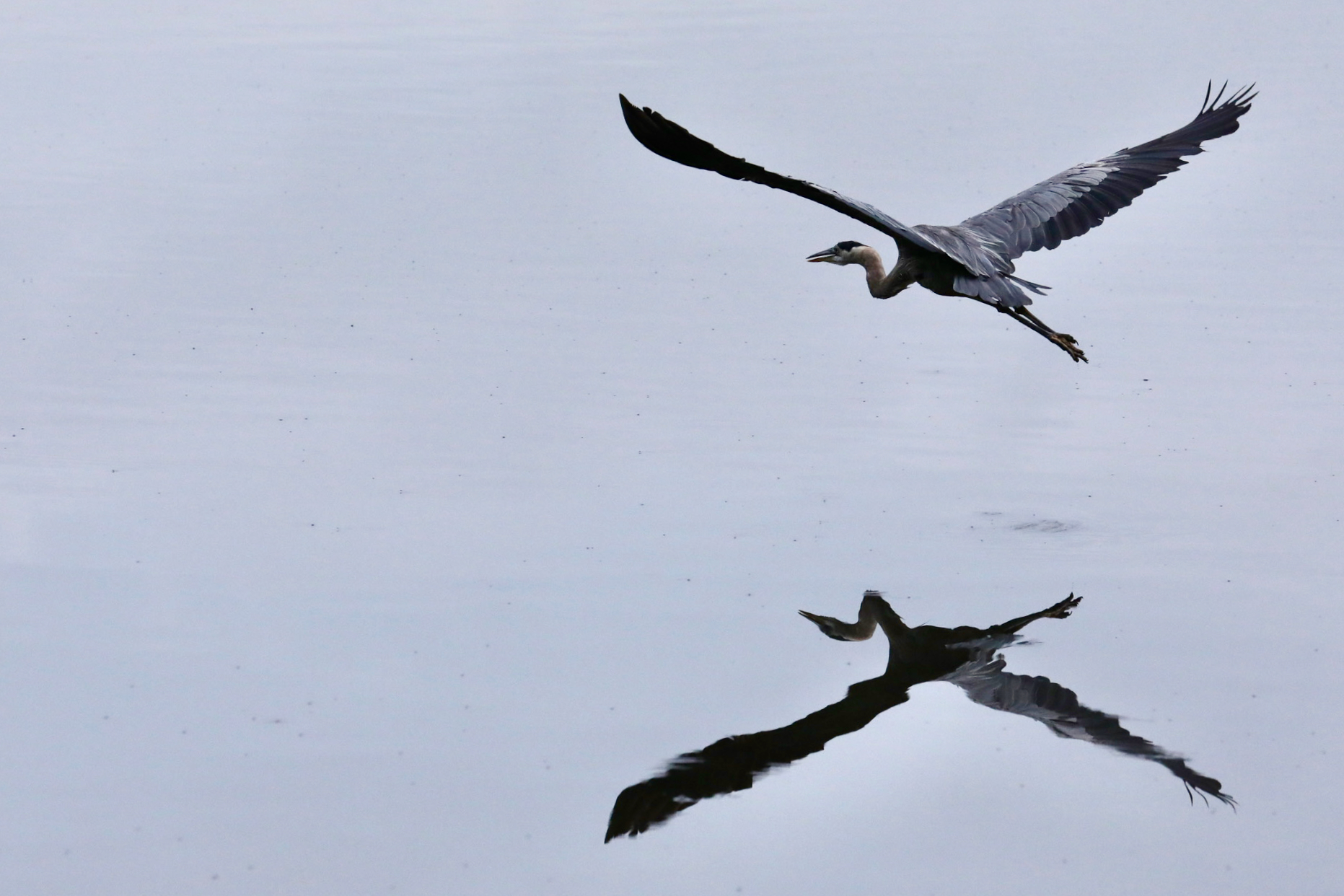 Great Blue Heron Over Tranquil Waters